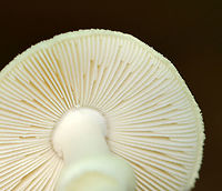 Coker's Lavender Staining Amanita - Amanita lavendula *Tentative ID<br />
<br />
Growing on the ground under the edge of a rotting log; deciduous forest<br />
https://www.jungledragon.com/image/144676/cokers_lavender_staining_amanita_-_amanita_lavendula.html<br />
https://www.jungledragon.com/image/144679/cokers_lavender_staining_amanita_-_amanita_lavendula.html<br />
https://www.jungledragon.com/image/144678/cokers_lavender_staining_amanita_-_amanita_lavendula.html<br />
https://www.jungledragon.com/image/144677/cokers_lavender_staining_amanita_-_amanita_lavendula.html Amanita lavendula,Coker's Lavender Staining Amanita,Fall,Geotagged,United States