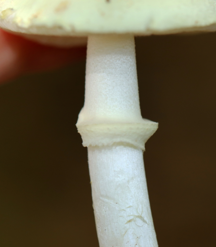 Coker's Lavender Staining Amanita - Amanita lavendula *Tentative ID<br />
<br />
Growing on the ground under the edge of a rotting log; deciduous forest<br />
<figure class="photo"><a href="https://www.jungledragon.com/image/144676/cokers_lavender_staining_amanita_-_amanita_lavendula.html" title="Coker&#039;s Lavender Staining Amanita - Amanita lavendula"><img src="https://s3.amazonaws.com/media.jungledragon.com/images/3232/144676_thumb.jpg?AWSAccessKeyId=05GMT0V3GWVNE7GGM1R2&Expires=1767225610&Signature=r9%2F7FKOs%2FuVQiObDihMlMlvxugs%3D" width="200" height="172" alt="Coker&#039;s Lavender Staining Amanita - Amanita lavendula *Tentative ID<br />
<br />
Growing on the ground under the edge of a rotting log; deciduous forest<br />
https://www.jungledragon.com/image/144676/cokers_lavender_staining_amanita_-_amanita_lavendula.html<br />
https://www.jungledragon.com/image/144679/cokers_lavender_staining_amanita_-_amanita_lavendula.html<br />
https://www.jungledragon.com/image/144678/cokers_lavender_staining_amanita_-_amanita_lavendula.html<br />
https://www.jungledragon.com/image/144677/cokers_lavender_staining_amanita_-_amanita_lavendula.html Amanita lavendula,Coker&#039;s Lavender Staining Amanita,Fall,Geotagged,United States" /></a></figure><br />
<figure class="photo"><a href="https://www.jungledragon.com/image/144679/cokers_lavender_staining_amanita_-_amanita_lavendula.html" title="Coker&#039;s Lavender Staining Amanita - Amanita lavendula"><img src="https://s3.amazonaws.com/media.jungledragon.com/images/3232/144679_thumb.jpg?AWSAccessKeyId=05GMT0V3GWVNE7GGM1R2&Expires=1767225610&Signature=vfgPXiQ2tPEa6Pqmptq1lSkG%2FCI%3D" width="200" height="134" alt="Coker&#039;s Lavender Staining Amanita - Amanita lavendula *Tentative ID<br />
<br />
Growing on the ground under the edge of a rotting log; deciduous forest<br />
https://www.jungledragon.com/image/144676/cokers_lavender_staining_amanita_-_amanita_lavendula.html<br />
https://www.jungledragon.com/image/144679/cokers_lavender_staining_amanita_-_amanita_lavendula.html<br />
https://www.jungledragon.com/image/144678/cokers_lavender_staining_amanita_-_amanita_lavendula.html<br />
https://www.jungledragon.com/image/144677/cokers_lavender_staining_amanita_-_amanita_lavendula.html Amanita,Amanita lavendula,Amanita stirps citrina,Coker&#039;s Lavender Staining Amanita,Fall,Geotagged,United States,fungus,mushroom" /></a></figure><br />
<figure class="photo"><a href="https://www.jungledragon.com/image/144678/cokers_lavender_staining_amanita_-_amanita_lavendula.html" title="Coker&#039;s Lavender Staining Amanita - Amanita lavendula"><img src="https://s3.amazonaws.com/media.jungledragon.com/images/3232/144678_thumb.jpg?AWSAccessKeyId=05GMT0V3GWVNE7GGM1R2&Expires=1767225610&Signature=y6C8dNfI5%2Ba3vi4E2hnuudbe1sM%3D" width="200" height="158" alt="Coker&#039;s Lavender Staining Amanita - Amanita lavendula *Tentative ID<br />
<br />
Growing on the ground under the edge of a rotting log; deciduous forest<br />
https://www.jungledragon.com/image/144676/cokers_lavender_staining_amanita_-_amanita_lavendula.html<br />
https://www.jungledragon.com/image/144679/cokers_lavender_staining_amanita_-_amanita_lavendula.html<br />
https://www.jungledragon.com/image/144678/cokers_lavender_staining_amanita_-_amanita_lavendula.html<br />
https://www.jungledragon.com/image/144677/cokers_lavender_staining_amanita_-_amanita_lavendula.html Amanita lavendula,Coker&#039;s Lavender Staining Amanita,Fall,Geotagged,United States" /></a></figure><br />
<figure class="photo"><a href="https://www.jungledragon.com/image/144677/cokers_lavender_staining_amanita_-_amanita_lavendula.html" title="Coker&#039;s Lavender Staining Amanita - Amanita lavendula"><img src="https://s3.amazonaws.com/media.jungledragon.com/images/3232/144677_thumb.jpg?AWSAccessKeyId=05GMT0V3GWVNE7GGM1R2&Expires=1767225610&Signature=dX4XvHC7RCDbhOqoK9BldoAlCPo%3D" width="134" height="152" alt="Coker&#039;s Lavender Staining Amanita - Amanita lavendula *Tentative ID<br />
<br />
Growing on the ground under the edge of a rotting log; deciduous forest<br />
https://www.jungledragon.com/image/144676/cokers_lavender_staining_amanita_-_amanita_lavendula.html<br />
https://www.jungledragon.com/image/144679/cokers_lavender_staining_amanita_-_amanita_lavendula.html<br />
https://www.jungledragon.com/image/144678/cokers_lavender_staining_amanita_-_amanita_lavendula.html<br />
https://www.jungledragon.com/image/144677/cokers_lavender_staining_amanita_-_amanita_lavendula.html Amanita lavendula,Coker&#039;s Lavender Staining Amanita,Fall,Geotagged,United States" /></a></figure> Amanita lavendula,Coker's Lavender Staining Amanita,Fall,Geotagged,United States