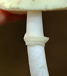 Coker's Lavender Staining Amanita - Amanita lavendula *Tentative ID<br />
<br />
Growing on the ground under the edge of a rotting log; deciduous forest<br />
https://www.jungledragon.com/image/144676/cokers_lavender_staining_amanita_-_amanita_lavendula.html<br />
https://www.jungledragon.com/image/144679/cokers_lavender_staining_amanita_-_amanita_lavendula.html<br />
https://www.jungledragon.com/image/144678/cokers_lavender_staining_amanita_-_amanita_lavendula.html<br />
https://www.jungledragon.com/image/144677/cokers_lavender_staining_amanita_-_amanita_lavendula.html Amanita lavendula,Coker's Lavender Staining Amanita,Fall,Geotagged,United States