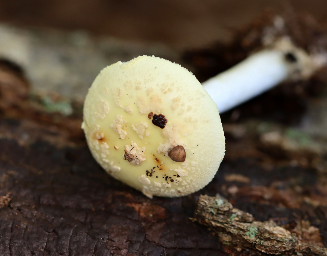 Coker's Lavender Staining Amanita - Amanita lavendula *Tentative ID<br />
<br />
Growing on the ground under the edge of a rotting log; deciduous forest<br />
<figure class="photo"><a href="https://www.jungledragon.com/image/144676/cokers_lavender_staining_amanita_-_amanita_lavendula.html" title="Coker&#039;s Lavender Staining Amanita - Amanita lavendula"><img src="https://s3.amazonaws.com/media.jungledragon.com/images/3232/144676_thumb.jpg?AWSAccessKeyId=05GMT0V3GWVNE7GGM1R2&Expires=1767225610&Signature=r9%2F7FKOs%2FuVQiObDihMlMlvxugs%3D" width="200" height="172" alt="Coker&#039;s Lavender Staining Amanita - Amanita lavendula *Tentative ID<br />
<br />
Growing on the ground under the edge of a rotting log; deciduous forest<br />
https://www.jungledragon.com/image/144676/cokers_lavender_staining_amanita_-_amanita_lavendula.html<br />
https://www.jungledragon.com/image/144679/cokers_lavender_staining_amanita_-_amanita_lavendula.html<br />
https://www.jungledragon.com/image/144678/cokers_lavender_staining_amanita_-_amanita_lavendula.html<br />
https://www.jungledragon.com/image/144677/cokers_lavender_staining_amanita_-_amanita_lavendula.html Amanita lavendula,Coker&#039;s Lavender Staining Amanita,Fall,Geotagged,United States" /></a></figure><br />
<figure class="photo"><a href="https://www.jungledragon.com/image/144679/cokers_lavender_staining_amanita_-_amanita_lavendula.html" title="Coker&#039;s Lavender Staining Amanita - Amanita lavendula"><img src="https://s3.amazonaws.com/media.jungledragon.com/images/3232/144679_thumb.jpg?AWSAccessKeyId=05GMT0V3GWVNE7GGM1R2&Expires=1767225610&Signature=vfgPXiQ2tPEa6Pqmptq1lSkG%2FCI%3D" width="200" height="134" alt="Coker&#039;s Lavender Staining Amanita - Amanita lavendula *Tentative ID<br />
<br />
Growing on the ground under the edge of a rotting log; deciduous forest<br />
https://www.jungledragon.com/image/144676/cokers_lavender_staining_amanita_-_amanita_lavendula.html<br />
https://www.jungledragon.com/image/144679/cokers_lavender_staining_amanita_-_amanita_lavendula.html<br />
https://www.jungledragon.com/image/144678/cokers_lavender_staining_amanita_-_amanita_lavendula.html<br />
https://www.jungledragon.com/image/144677/cokers_lavender_staining_amanita_-_amanita_lavendula.html Amanita,Amanita lavendula,Amanita stirps citrina,Coker&#039;s Lavender Staining Amanita,Fall,Geotagged,United States,fungus,mushroom" /></a></figure><br />
<figure class="photo"><a href="https://www.jungledragon.com/image/144678/cokers_lavender_staining_amanita_-_amanita_lavendula.html" title="Coker&#039;s Lavender Staining Amanita - Amanita lavendula"><img src="https://s3.amazonaws.com/media.jungledragon.com/images/3232/144678_thumb.jpg?AWSAccessKeyId=05GMT0V3GWVNE7GGM1R2&Expires=1767225610&Signature=y6C8dNfI5%2Ba3vi4E2hnuudbe1sM%3D" width="200" height="158" alt="Coker&#039;s Lavender Staining Amanita - Amanita lavendula *Tentative ID<br />
<br />
Growing on the ground under the edge of a rotting log; deciduous forest<br />
https://www.jungledragon.com/image/144676/cokers_lavender_staining_amanita_-_amanita_lavendula.html<br />
https://www.jungledragon.com/image/144679/cokers_lavender_staining_amanita_-_amanita_lavendula.html<br />
https://www.jungledragon.com/image/144678/cokers_lavender_staining_amanita_-_amanita_lavendula.html<br />
https://www.jungledragon.com/image/144677/cokers_lavender_staining_amanita_-_amanita_lavendula.html Amanita lavendula,Coker&#039;s Lavender Staining Amanita,Fall,Geotagged,United States" /></a></figure><br />
<figure class="photo"><a href="https://www.jungledragon.com/image/144677/cokers_lavender_staining_amanita_-_amanita_lavendula.html" title="Coker&#039;s Lavender Staining Amanita - Amanita lavendula"><img src="https://s3.amazonaws.com/media.jungledragon.com/images/3232/144677_thumb.jpg?AWSAccessKeyId=05GMT0V3GWVNE7GGM1R2&Expires=1767225610&Signature=dX4XvHC7RCDbhOqoK9BldoAlCPo%3D" width="134" height="152" alt="Coker&#039;s Lavender Staining Amanita - Amanita lavendula *Tentative ID<br />
<br />
Growing on the ground under the edge of a rotting log; deciduous forest<br />
https://www.jungledragon.com/image/144676/cokers_lavender_staining_amanita_-_amanita_lavendula.html<br />
https://www.jungledragon.com/image/144679/cokers_lavender_staining_amanita_-_amanita_lavendula.html<br />
https://www.jungledragon.com/image/144678/cokers_lavender_staining_amanita_-_amanita_lavendula.html<br />
https://www.jungledragon.com/image/144677/cokers_lavender_staining_amanita_-_amanita_lavendula.html Amanita lavendula,Coker&#039;s Lavender Staining Amanita,Fall,Geotagged,United States" /></a></figure> Amanita lavendula,Coker's Lavender Staining Amanita,Fall,Geotagged,United States