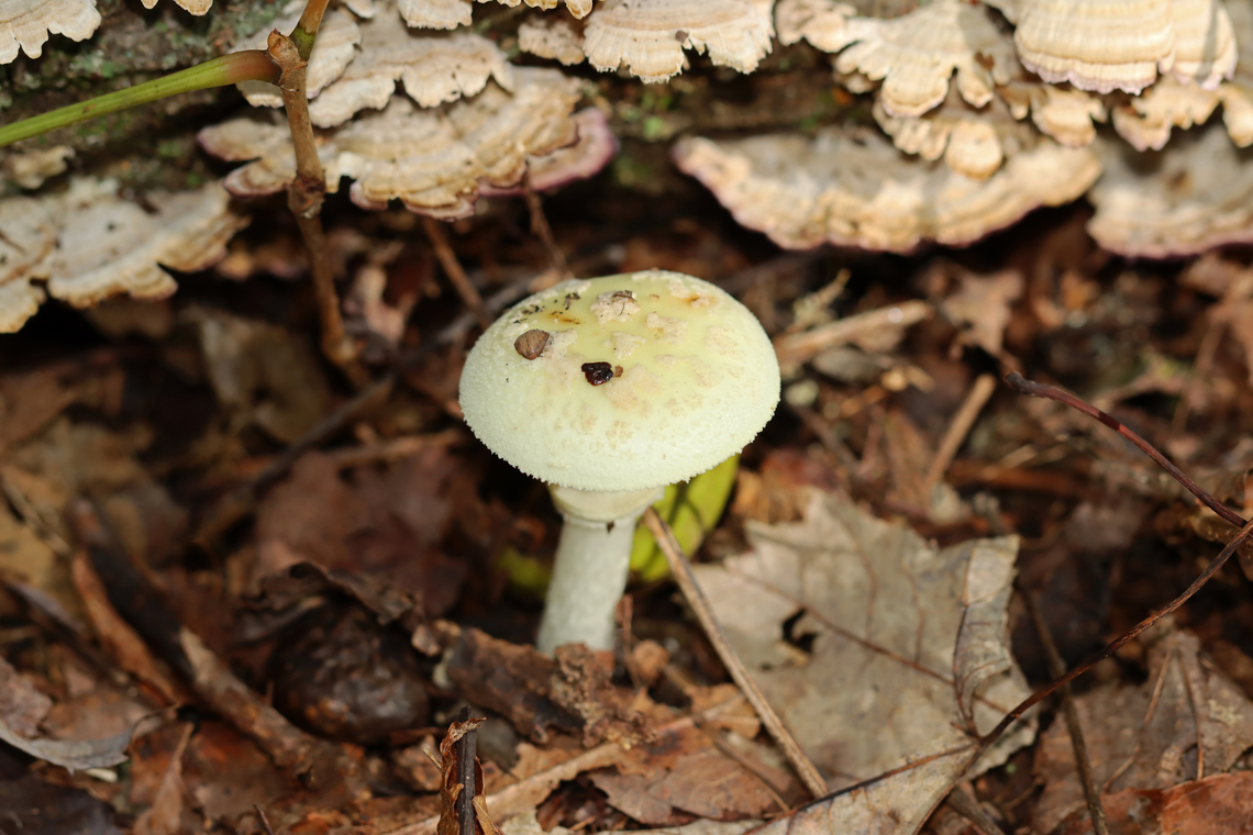 Coker's Lavender Staining Amanita - Amanita lavendula *Tentative ID<br />
<br />
Growing on the ground under the edge of a rotting log; deciduous forest<br />
<figure class="photo"><a href="https://www.jungledragon.com/image/144676/cokers_lavender_staining_amanita_-_amanita_lavendula.html" title="Coker&#039;s Lavender Staining Amanita - Amanita lavendula"><img src="https://s3.amazonaws.com/media.jungledragon.com/images/3232/144676_thumb.jpg?AWSAccessKeyId=05GMT0V3GWVNE7GGM1R2&Expires=1767225610&Signature=r9%2F7FKOs%2FuVQiObDihMlMlvxugs%3D" width="200" height="172" alt="Coker&#039;s Lavender Staining Amanita - Amanita lavendula *Tentative ID<br />
<br />
Growing on the ground under the edge of a rotting log; deciduous forest<br />
https://www.jungledragon.com/image/144676/cokers_lavender_staining_amanita_-_amanita_lavendula.html<br />
https://www.jungledragon.com/image/144679/cokers_lavender_staining_amanita_-_amanita_lavendula.html<br />
https://www.jungledragon.com/image/144678/cokers_lavender_staining_amanita_-_amanita_lavendula.html<br />
https://www.jungledragon.com/image/144677/cokers_lavender_staining_amanita_-_amanita_lavendula.html Amanita lavendula,Coker&#039;s Lavender Staining Amanita,Fall,Geotagged,United States" /></a></figure><br />
<figure class="photo"><a href="https://www.jungledragon.com/image/144679/cokers_lavender_staining_amanita_-_amanita_lavendula.html" title="Coker&#039;s Lavender Staining Amanita - Amanita lavendula"><img src="https://s3.amazonaws.com/media.jungledragon.com/images/3232/144679_thumb.jpg?AWSAccessKeyId=05GMT0V3GWVNE7GGM1R2&Expires=1767225610&Signature=vfgPXiQ2tPEa6Pqmptq1lSkG%2FCI%3D" width="200" height="134" alt="Coker&#039;s Lavender Staining Amanita - Amanita lavendula *Tentative ID<br />
<br />
Growing on the ground under the edge of a rotting log; deciduous forest<br />
https://www.jungledragon.com/image/144676/cokers_lavender_staining_amanita_-_amanita_lavendula.html<br />
https://www.jungledragon.com/image/144679/cokers_lavender_staining_amanita_-_amanita_lavendula.html<br />
https://www.jungledragon.com/image/144678/cokers_lavender_staining_amanita_-_amanita_lavendula.html<br />
https://www.jungledragon.com/image/144677/cokers_lavender_staining_amanita_-_amanita_lavendula.html Amanita,Amanita lavendula,Amanita stirps citrina,Coker&#039;s Lavender Staining Amanita,Fall,Geotagged,United States,fungus,mushroom" /></a></figure><br />
<figure class="photo"><a href="https://www.jungledragon.com/image/144678/cokers_lavender_staining_amanita_-_amanita_lavendula.html" title="Coker&#039;s Lavender Staining Amanita - Amanita lavendula"><img src="https://s3.amazonaws.com/media.jungledragon.com/images/3232/144678_thumb.jpg?AWSAccessKeyId=05GMT0V3GWVNE7GGM1R2&Expires=1767225610&Signature=y6C8dNfI5%2Ba3vi4E2hnuudbe1sM%3D" width="200" height="158" alt="Coker&#039;s Lavender Staining Amanita - Amanita lavendula *Tentative ID<br />
<br />
Growing on the ground under the edge of a rotting log; deciduous forest<br />
https://www.jungledragon.com/image/144676/cokers_lavender_staining_amanita_-_amanita_lavendula.html<br />
https://www.jungledragon.com/image/144679/cokers_lavender_staining_amanita_-_amanita_lavendula.html<br />
https://www.jungledragon.com/image/144678/cokers_lavender_staining_amanita_-_amanita_lavendula.html<br />
https://www.jungledragon.com/image/144677/cokers_lavender_staining_amanita_-_amanita_lavendula.html Amanita lavendula,Coker&#039;s Lavender Staining Amanita,Fall,Geotagged,United States" /></a></figure><br />
<figure class="photo"><a href="https://www.jungledragon.com/image/144677/cokers_lavender_staining_amanita_-_amanita_lavendula.html" title="Coker&#039;s Lavender Staining Amanita - Amanita lavendula"><img src="https://s3.amazonaws.com/media.jungledragon.com/images/3232/144677_thumb.jpg?AWSAccessKeyId=05GMT0V3GWVNE7GGM1R2&Expires=1767225610&Signature=dX4XvHC7RCDbhOqoK9BldoAlCPo%3D" width="134" height="152" alt="Coker&#039;s Lavender Staining Amanita - Amanita lavendula *Tentative ID<br />
<br />
Growing on the ground under the edge of a rotting log; deciduous forest<br />
https://www.jungledragon.com/image/144676/cokers_lavender_staining_amanita_-_amanita_lavendula.html<br />
https://www.jungledragon.com/image/144679/cokers_lavender_staining_amanita_-_amanita_lavendula.html<br />
https://www.jungledragon.com/image/144678/cokers_lavender_staining_amanita_-_amanita_lavendula.html<br />
https://www.jungledragon.com/image/144677/cokers_lavender_staining_amanita_-_amanita_lavendula.html Amanita lavendula,Coker&#039;s Lavender Staining Amanita,Fall,Geotagged,United States" /></a></figure> Amanita,Amanita lavendula,Amanita stirps citrina,Coker's Lavender Staining Amanita,Fall,Geotagged,United States,fungus,mushroom