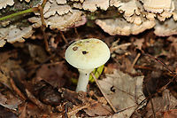 Coker's Lavender Staining Amanita - Amanita lavendula *Tentative ID<br />
<br />
Growing on the ground under the edge of a rotting log; deciduous forest<br />
https://www.jungledragon.com/image/144676/cokers_lavender_staining_amanita_-_amanita_lavendula.html<br />
https://www.jungledragon.com/image/144679/cokers_lavender_staining_amanita_-_amanita_lavendula.html<br />
https://www.jungledragon.com/image/144678/cokers_lavender_staining_amanita_-_amanita_lavendula.html<br />
https://www.jungledragon.com/image/144677/cokers_lavender_staining_amanita_-_amanita_lavendula.html Amanita,Amanita lavendula,Amanita stirps citrina,Coker's Lavender Staining Amanita,Fall,Geotagged,United States,fungus,mushroom