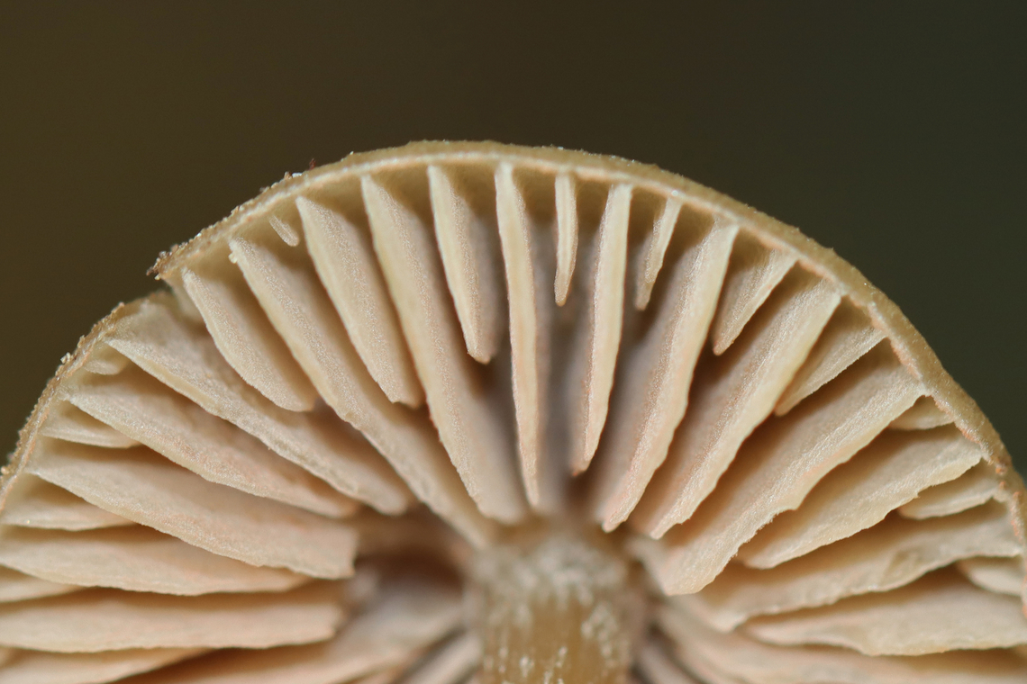 Mushroom - Entoloma sp. Or maybe Mycena sp.? Nolanea sp.?<br />
<br />
Habitat: Growing on the ground; mesic, deciduous forest<br />
<figure class="photo"><a href="https://www.jungledragon.com/image/144681/mushroom_-_entoloma_sp.html" title="Mushroom - Entoloma sp."><img src="https://s3.amazonaws.com/media.jungledragon.com/images/3232/144681_thumb.jpg?AWSAccessKeyId=05GMT0V3GWVNE7GGM1R2&Expires=1759968010&Signature=XfkMPzukNGZnAd%2FvfJa86fpu%2Fn4%3D" width="200" height="148" alt="Mushroom - Entoloma sp. Or maybe Mycena sp.? Nolanea sp.?<br />
<br />
Habitat: Growing on the ground; mesic, deciduous forest<br />
https://www.jungledragon.com/image/144680/mushroom_-_entoloma_sp.html Fall,Geotagged,United States" /></a></figure> Fall,Geotagged,United States,entoloma,fungus,mushroom