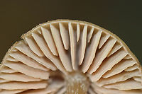 Mushroom - Entoloma sp. Or maybe Mycena sp.? Nolanea sp.?<br />
<br />
Habitat: Growing on the ground; mesic, deciduous forest<br />
https://www.jungledragon.com/image/144681/mushroom_-_entoloma_sp.html Fall,Geotagged,United States,entoloma,fungus,mushroom