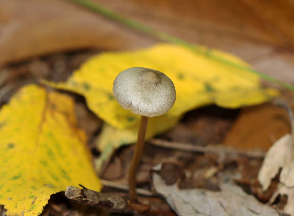 Mushroom - Entoloma sp. Or maybe Mycena sp.? Nolanea sp.?<br />
<br />
Habitat: Growing on the ground; mesic, deciduous forest<br />
<figure class="photo"><a href="https://www.jungledragon.com/image/144680/mushroom_-_entoloma_sp.html" title="Mushroom - Entoloma sp."><img src="https://s3.amazonaws.com/media.jungledragon.com/images/3232/144680_thumb.jpg?AWSAccessKeyId=05GMT0V3GWVNE7GGM1R2&Expires=1765411210&Signature=ax5kYT3Al4spFUxr3F1JIGZXwoM%3D" width="200" height="134" alt="Mushroom - Entoloma sp. Or maybe Mycena sp.? Nolanea sp.?<br />
<br />
Habitat: Growing on the ground; mesic, deciduous forest<br />
https://www.jungledragon.com/image/144681/mushroom_-_entoloma_sp.html Fall,Geotagged,United States,entoloma,fungus,mushroom" /></a></figure> Fall,Geotagged,United States