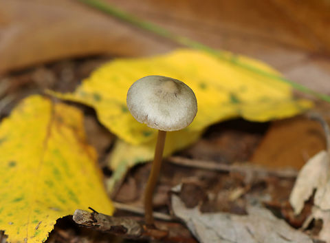Mushroom - Entoloma sp. Or maybe Mycena sp.? Nolanea sp.?

Habitat: Growing on the ground; mesic, deciduous forest
https://www.jungledragon.com/image/144680/mushroom_-_entoloma_sp.html Fall,Geotagged,United States