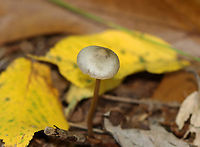 Mushroom - Entoloma sp. Or maybe Mycena sp.? Nolanea sp.?<br />
<br />
Habitat: Growing on the ground; mesic, deciduous forest<br />
https://www.jungledragon.com/image/144680/mushroom_-_entoloma_sp.html Fall,Geotagged,United States