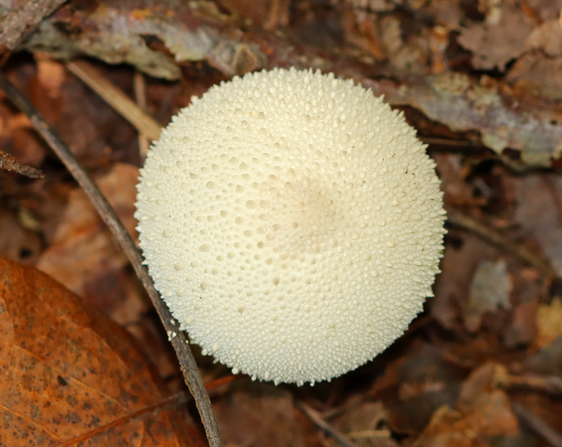 Common puffball - Lycoperdon perlatum Growing on the ground; deciduous forest Common puffball,Fall,Fungus,Geotagged,Lycoperdon perlatum,United States,lycoperdon,puffball