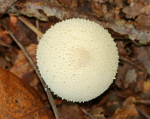 Common puffball - Lycoperdon perlatum Growing on the ground; deciduous forest Common puffball,Fall,Fungus,Geotagged,Lycoperdon perlatum,United States,lycoperdon,puffball