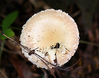 Amanita sect. Amidella, maybe Amanita peckiana I think it's in the section Amidella, but am not sure about the species. It resembles peckiana, but I don't know anything about that species to make it definitive, if that's possible.<br />
<br />
Growing on the ground in a mesic, deciduous forest<br />
https://www.jungledragon.com/image/144686/amanita_sect._amidella_maybe_amanita_peckiana.html<br />
https://www.jungledragon.com/image/144689/amanita_sect._amidella_maybe_amanita_peckiana.html<br />
https://www.jungledragon.com/image/144688/amanita_sect._amidella_maybe_amanita_peckiana.html<br />
https://www.jungledragon.com/image/144687/amanita_sect._amidella_maybe_amanita_peckiana.html Amanita sect. Amidella,Fall,Geotagged,United States,amanita,amidella,fungus,mushroom