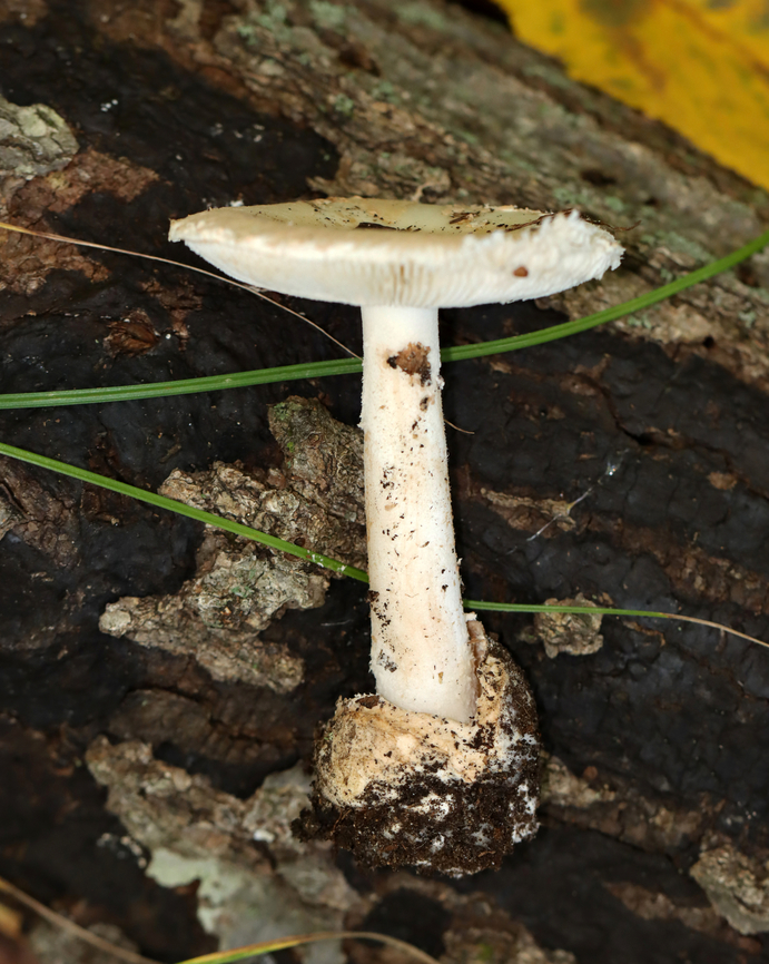 Amanita sect. Amidella, maybe Amanita peckiana I think it&#039;s in the section Amidella, but am not sure about the species. It resembles peckiana, but I don&#039;t know anything about that species to make it definitive, if that&#039;s possible.<br />
<br />
Growing on the ground in a mesic, deciduous forest<br />
<figure class="photo"><a href="https://www.jungledragon.com/image/144686/amanita_sect._amidella_maybe_amanita_peckiana.html" title="Amanita sect. Amidella, maybe Amanita peckiana"><img src="https://s3.amazonaws.com/media.jungledragon.com/images/3232/144686_thumb.jpg?AWSAccessKeyId=05GMT0V3GWVNE7GGM1R2&Expires=1765411210&Signature=fQmkyzABvXmpqzaEa0%2FUm%2Fyz%2FIM%3D" width="200" height="160" alt="Amanita sect. Amidella, maybe Amanita peckiana I think it&#039;s in the section Amidella, but am not sure about the species. It resembles peckiana, but I don&#039;t know anything about that species to make it definitive, if that&#039;s possible.<br />
<br />
Growing on the ground in a mesic, deciduous forest<br />
https://www.jungledragon.com/image/144686/amanita_sect._amidella_maybe_amanita_peckiana.html<br />
https://www.jungledragon.com/image/144689/amanita_sect._amidella_maybe_amanita_peckiana.html<br />
https://www.jungledragon.com/image/144688/amanita_sect._amidella_maybe_amanita_peckiana.html<br />
https://www.jungledragon.com/image/144687/amanita_sect._amidella_maybe_amanita_peckiana.html Amanita sect. Amidella,Fall,Geotagged,United States,amanita,amidella,fungus,mushroom" /></a></figure><br />
<figure class="photo"><a href="https://www.jungledragon.com/image/144689/amanita_sect._amidella_maybe_amanita_peckiana.html" title="Amanita sect. Amidella, maybe Amanita peckiana"><img src="https://s3.amazonaws.com/media.jungledragon.com/images/3232/144689_thumb.jpg?AWSAccessKeyId=05GMT0V3GWVNE7GGM1R2&Expires=1765411210&Signature=ZroRagpqcgyXjNGnqoCyI2kBHZQ%3D" width="200" height="134" alt="Amanita sect. Amidella, maybe Amanita peckiana I think it&#039;s in the section Amidella, but am not sure about the species. It resembles peckiana, but I don&#039;t know anything about that species to make it definitive, if that&#039;s possible.<br />
<br />
Growing on the ground in a mesic, deciduous forest<br />
https://www.jungledragon.com/image/144686/amanita_sect._amidella_maybe_amanita_peckiana.html<br />
https://www.jungledragon.com/image/144689/amanita_sect._amidella_maybe_amanita_peckiana.html<br />
https://www.jungledragon.com/image/144688/amanita_sect._amidella_maybe_amanita_peckiana.html<br />
https://www.jungledragon.com/image/144687/amanita_sect._amidella_maybe_amanita_peckiana.html Fall,Geotagged,United States" /></a></figure><br />
<figure class="photo"><a href="https://www.jungledragon.com/image/144688/amanita_sect._amidella_maybe_amanita_peckiana.html" title="Amanita sect. Amidella, maybe Amanita peckiana"><img src="https://s3.amazonaws.com/media.jungledragon.com/images/3232/144688_thumb.jpg?AWSAccessKeyId=05GMT0V3GWVNE7GGM1R2&Expires=1765411210&Signature=YgS1ioOvStQ4IhFpYmhYf93d9QI%3D" width="200" height="160" alt="Amanita sect. Amidella, maybe Amanita peckiana I think it&#039;s in the section Amidella, but am not sure about the species. It resembles peckiana, but I don&#039;t know anything about that species to make it definitive, if that&#039;s possible.<br />
<br />
Growing on the ground in a mesic, deciduous forest<br />
https://www.jungledragon.com/image/144686/amanita_sect._amidella_maybe_amanita_peckiana.html<br />
https://www.jungledragon.com/image/144689/amanita_sect._amidella_maybe_amanita_peckiana.html<br />
https://www.jungledragon.com/image/144688/amanita_sect._amidella_maybe_amanita_peckiana.html<br />
https://www.jungledragon.com/image/144687/amanita_sect._amidella_maybe_amanita_peckiana.html Fall,Geotagged,United States" /></a></figure><br />
<figure class="photo"><a href="https://www.jungledragon.com/image/144687/amanita_sect._amidella_maybe_amanita_peckiana.html" title="Amanita sect. Amidella, maybe Amanita peckiana"><img src="https://s3.amazonaws.com/media.jungledragon.com/images/3232/144687_thumb.jpg?AWSAccessKeyId=05GMT0V3GWVNE7GGM1R2&Expires=1765411210&Signature=OmaH14qxZVH%2Bjn7Wr7yzVH42hCI%3D" width="122" height="152" alt="Amanita sect. Amidella, maybe Amanita peckiana I think it&#039;s in the section Amidella, but am not sure about the species. It resembles peckiana, but I don&#039;t know anything about that species to make it definitive, if that&#039;s possible.<br />
<br />
Growing on the ground in a mesic, deciduous forest<br />
https://www.jungledragon.com/image/144686/amanita_sect._amidella_maybe_amanita_peckiana.html<br />
https://www.jungledragon.com/image/144689/amanita_sect._amidella_maybe_amanita_peckiana.html<br />
https://www.jungledragon.com/image/144688/amanita_sect._amidella_maybe_amanita_peckiana.html<br />
https://www.jungledragon.com/image/144687/amanita_sect._amidella_maybe_amanita_peckiana.html Fall,Geotagged,United States" /></a></figure> Fall,Geotagged,United States