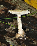 Amanita sect. Amidella, maybe Amanita peckiana I think it's in the section Amidella, but am not sure about the species. It resembles peckiana, but I don't know anything about that species to make it definitive, if that's possible.<br />
<br />
Growing on the ground in a mesic, deciduous forest<br />
https://www.jungledragon.com/image/144686/amanita_sect._amidella_maybe_amanita_peckiana.html<br />
https://www.jungledragon.com/image/144689/amanita_sect._amidella_maybe_amanita_peckiana.html<br />
https://www.jungledragon.com/image/144688/amanita_sect._amidella_maybe_amanita_peckiana.html<br />
https://www.jungledragon.com/image/144687/amanita_sect._amidella_maybe_amanita_peckiana.html Fall,Geotagged,United States