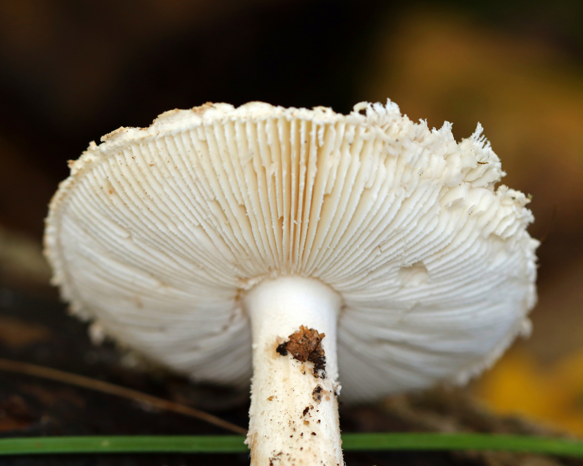 Amanita sect. Amidella, maybe Amanita peckiana I think it&#039;s in the section Amidella, but am not sure about the species. It resembles peckiana, but I don&#039;t know anything about that species to make it definitive, if that&#039;s possible.<br />
<br />
Growing on the ground in a mesic, deciduous forest<br />
<figure class="photo"><a href="https://www.jungledragon.com/image/144686/amanita_sect._amidella_maybe_amanita_peckiana.html" title="Amanita sect. Amidella, maybe Amanita peckiana"><img src="https://s3.amazonaws.com/media.jungledragon.com/images/3232/144686_thumb.jpg?AWSAccessKeyId=05GMT0V3GWVNE7GGM1R2&Expires=1765411210&Signature=fQmkyzABvXmpqzaEa0%2FUm%2Fyz%2FIM%3D" width="200" height="160" alt="Amanita sect. Amidella, maybe Amanita peckiana I think it&#039;s in the section Amidella, but am not sure about the species. It resembles peckiana, but I don&#039;t know anything about that species to make it definitive, if that&#039;s possible.<br />
<br />
Growing on the ground in a mesic, deciduous forest<br />
https://www.jungledragon.com/image/144686/amanita_sect._amidella_maybe_amanita_peckiana.html<br />
https://www.jungledragon.com/image/144689/amanita_sect._amidella_maybe_amanita_peckiana.html<br />
https://www.jungledragon.com/image/144688/amanita_sect._amidella_maybe_amanita_peckiana.html<br />
https://www.jungledragon.com/image/144687/amanita_sect._amidella_maybe_amanita_peckiana.html Amanita sect. Amidella,Fall,Geotagged,United States,amanita,amidella,fungus,mushroom" /></a></figure><br />
<figure class="photo"><a href="https://www.jungledragon.com/image/144689/amanita_sect._amidella_maybe_amanita_peckiana.html" title="Amanita sect. Amidella, maybe Amanita peckiana"><img src="https://s3.amazonaws.com/media.jungledragon.com/images/3232/144689_thumb.jpg?AWSAccessKeyId=05GMT0V3GWVNE7GGM1R2&Expires=1765411210&Signature=ZroRagpqcgyXjNGnqoCyI2kBHZQ%3D" width="200" height="134" alt="Amanita sect. Amidella, maybe Amanita peckiana I think it&#039;s in the section Amidella, but am not sure about the species. It resembles peckiana, but I don&#039;t know anything about that species to make it definitive, if that&#039;s possible.<br />
<br />
Growing on the ground in a mesic, deciduous forest<br />
https://www.jungledragon.com/image/144686/amanita_sect._amidella_maybe_amanita_peckiana.html<br />
https://www.jungledragon.com/image/144689/amanita_sect._amidella_maybe_amanita_peckiana.html<br />
https://www.jungledragon.com/image/144688/amanita_sect._amidella_maybe_amanita_peckiana.html<br />
https://www.jungledragon.com/image/144687/amanita_sect._amidella_maybe_amanita_peckiana.html Fall,Geotagged,United States" /></a></figure><br />
<figure class="photo"><a href="https://www.jungledragon.com/image/144688/amanita_sect._amidella_maybe_amanita_peckiana.html" title="Amanita sect. Amidella, maybe Amanita peckiana"><img src="https://s3.amazonaws.com/media.jungledragon.com/images/3232/144688_thumb.jpg?AWSAccessKeyId=05GMT0V3GWVNE7GGM1R2&Expires=1765411210&Signature=YgS1ioOvStQ4IhFpYmhYf93d9QI%3D" width="200" height="160" alt="Amanita sect. Amidella, maybe Amanita peckiana I think it&#039;s in the section Amidella, but am not sure about the species. It resembles peckiana, but I don&#039;t know anything about that species to make it definitive, if that&#039;s possible.<br />
<br />
Growing on the ground in a mesic, deciduous forest<br />
https://www.jungledragon.com/image/144686/amanita_sect._amidella_maybe_amanita_peckiana.html<br />
https://www.jungledragon.com/image/144689/amanita_sect._amidella_maybe_amanita_peckiana.html<br />
https://www.jungledragon.com/image/144688/amanita_sect._amidella_maybe_amanita_peckiana.html<br />
https://www.jungledragon.com/image/144687/amanita_sect._amidella_maybe_amanita_peckiana.html Fall,Geotagged,United States" /></a></figure><br />
<figure class="photo"><a href="https://www.jungledragon.com/image/144687/amanita_sect._amidella_maybe_amanita_peckiana.html" title="Amanita sect. Amidella, maybe Amanita peckiana"><img src="https://s3.amazonaws.com/media.jungledragon.com/images/3232/144687_thumb.jpg?AWSAccessKeyId=05GMT0V3GWVNE7GGM1R2&Expires=1765411210&Signature=OmaH14qxZVH%2Bjn7Wr7yzVH42hCI%3D" width="122" height="152" alt="Amanita sect. Amidella, maybe Amanita peckiana I think it&#039;s in the section Amidella, but am not sure about the species. It resembles peckiana, but I don&#039;t know anything about that species to make it definitive, if that&#039;s possible.<br />
<br />
Growing on the ground in a mesic, deciduous forest<br />
https://www.jungledragon.com/image/144686/amanita_sect._amidella_maybe_amanita_peckiana.html<br />
https://www.jungledragon.com/image/144689/amanita_sect._amidella_maybe_amanita_peckiana.html<br />
https://www.jungledragon.com/image/144688/amanita_sect._amidella_maybe_amanita_peckiana.html<br />
https://www.jungledragon.com/image/144687/amanita_sect._amidella_maybe_amanita_peckiana.html Fall,Geotagged,United States" /></a></figure> Fall,Geotagged,United States