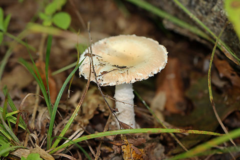 Amanita sect. Amidella, maybe Amanita peckiana I think it's in the section Amidella, but am not sure about the species. It resembles peckiana, but I don't know anything about that species to make it definitive, if that's possible.

Growing on the ground in a mesic, deciduous forest
https://www.jungledragon.com/image/144686/amanita_sect._amidella_maybe_amanita_peckiana.html
https://www.jungledragon.com/image/144689/amanita_sect._amidella_maybe_amanita_peckiana.html
https://www.jungledragon.com/image/144688/amanita_sect._amidella_maybe_amanita_peckiana.html
https://www.jungledragon.com/image/144687/amanita_sect._amidella_maybe_amanita_peckiana.html Fall,Geotagged,United States