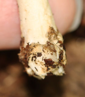 Long Wedge Ringless Amanita - Amanita longicuneus *Species is tentative and also nomen provisorum

This mushroom had a tuberculate-striate cap margin. It didn&rsquo;t have a ring.

Habitat: Deciduous forest edge; the area was a bit grassy and the nearest tree was oak
Substrate: Growing on the ground
https://www.jungledragon.com/image/144692/long_wedge_ringless_amanita_-_amanita_longicuneus.html
https://www.jungledragon.com/image/144696/long_wedge_ringless_amanita_-_amanita_longicuneus.html
https://www.jungledragon.com/image/144695/long_wedge_ringless_amanita_-_amanita_longicuneus.html
https://www.jungledragon.com/image/144694/long_wedge_ringless_amanita_-_amanita_longicuneus.html
https://www.jungledragon.com/image/144693/long_wedge_ringless_amanita_-_amanita_longicuneus.html
 Amanita longicuneus,Fall,Geotagged,United States