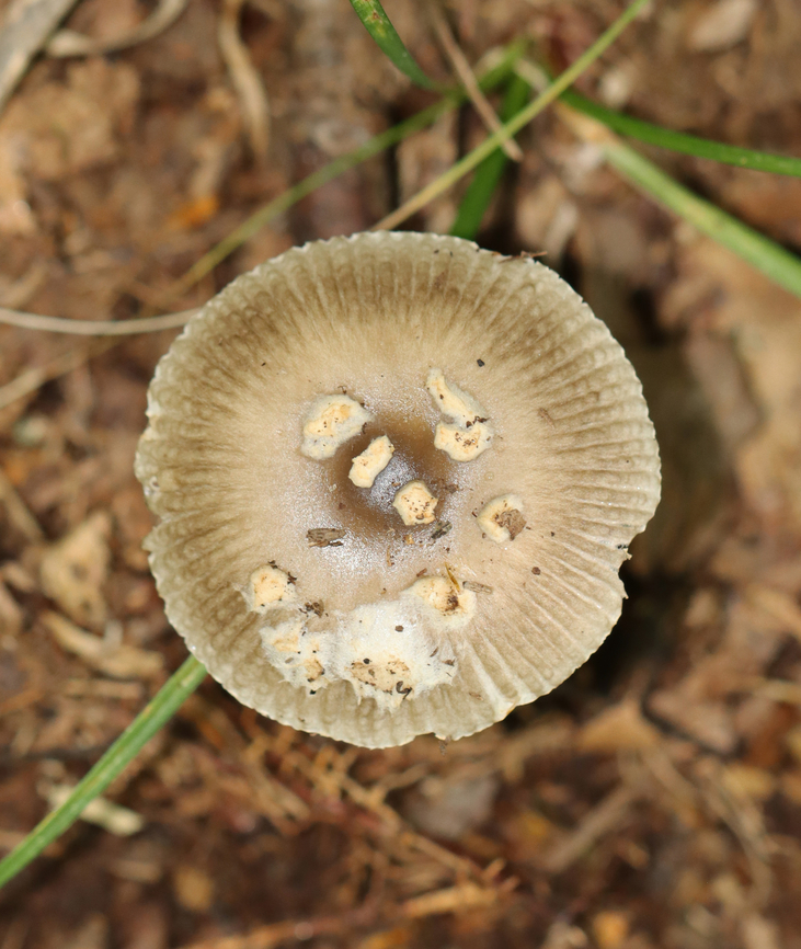 Long Wedge Ringless Amanita - Amanita longicuneus *Species is tentative and also nomen provisorum<br />
<br />
This mushroom had a tuberculate-striate cap margin. It didn&rsquo;t have a ring.<br />
<br />
Habitat: Deciduous forest edge; the area was a bit grassy and the nearest tree was oak<br />
Substrate: Growing on the ground<br />
<figure class="photo"><a href="https://www.jungledragon.com/image/144692/long_wedge_ringless_amanita_-_amanita_longicuneus.html" title="Long Wedge Ringless Amanita - Amanita longicuneus"><img src="https://s3.amazonaws.com/media.jungledragon.com/images/3232/144692_thumb.jpg?AWSAccessKeyId=05GMT0V3GWVNE7GGM1R2&Expires=1767225610&Signature=5H%2FEMlr9%2BblGg5sOISt0MvTNoXY%3D" width="132" height="152" alt="Long Wedge Ringless Amanita - Amanita longicuneus *Species is tentative and also nomen provisorum<br />
<br />
This mushroom had a tuberculate-striate cap margin. It didn&rsquo;t have a ring.<br />
<br />
Habitat: Deciduous forest edge; the area was a bit grassy and the nearest tree was oak<br />
Substrate: Growing on the ground<br />
https://www.jungledragon.com/image/144692/long_wedge_ringless_amanita_-_amanita_longicuneus.html<br />
https://www.jungledragon.com/image/144696/long_wedge_ringless_amanita_-_amanita_longicuneus.html<br />
https://www.jungledragon.com/image/144695/long_wedge_ringless_amanita_-_amanita_longicuneus.html<br />
https://www.jungledragon.com/image/144694/long_wedge_ringless_amanita_-_amanita_longicuneus.html<br />
https://www.jungledragon.com/image/144693/long_wedge_ringless_amanita_-_amanita_longicuneus.html<br />
 Amanita longicuneus,Fall,Geotagged,United States" /></a></figure><br />
<figure class="photo"><a href="https://www.jungledragon.com/image/144696/long_wedge_ringless_amanita_-_amanita_longicuneus.html" title="Long Wedge Ringless Amanita - Amanita longicuneus"><img src="https://s3.amazonaws.com/media.jungledragon.com/images/3232/144696_thumb.jpg?AWSAccessKeyId=05GMT0V3GWVNE7GGM1R2&Expires=1767225610&Signature=qhJWzD2KtRP4Bz%2FbZPfqoTWrork%3D" width="132" height="152" alt="Long Wedge Ringless Amanita - Amanita longicuneus *Species is tentative and also nomen provisorum<br />
<br />
This mushroom had a tuberculate-striate cap margin. It didn&rsquo;t have a ring.<br />
<br />
Habitat: Deciduous forest edge; the area was a bit grassy and the nearest tree was oak<br />
Substrate: Growing on the ground<br />
https://www.jungledragon.com/image/144692/long_wedge_ringless_amanita_-_amanita_longicuneus.html<br />
https://www.jungledragon.com/image/144696/long_wedge_ringless_amanita_-_amanita_longicuneus.html<br />
https://www.jungledragon.com/image/144695/long_wedge_ringless_amanita_-_amanita_longicuneus.html<br />
https://www.jungledragon.com/image/144694/long_wedge_ringless_amanita_-_amanita_longicuneus.html<br />
https://www.jungledragon.com/image/144693/long_wedge_ringless_amanita_-_amanita_longicuneus.html<br />
 Amanita longicuneus,Fall,Geotagged,United States" /></a></figure><br />
<figure class="photo"><a href="https://www.jungledragon.com/image/144695/long_wedge_ringless_amanita_-_amanita_longicuneus.html" title="Long Wedge Ringless Amanita - Amanita longicuneus"><img src="https://s3.amazonaws.com/media.jungledragon.com/images/3232/144695_thumb.jpg?AWSAccessKeyId=05GMT0V3GWVNE7GGM1R2&Expires=1767225610&Signature=UO4JhwTeBXd0mCfkD9dDDn7tKXo%3D" width="200" height="152" alt="Long Wedge Ringless Amanita - Amanita longicuneus *Species is tentative and also nomen provisorum<br />
<br />
This mushroom had a tuberculate-striate cap margin. It didn&rsquo;t have a ring.<br />
<br />
Habitat: Deciduous forest edge; the area was a bit grassy and the nearest tree was oak<br />
Substrate: Growing on the ground<br />
https://www.jungledragon.com/image/144692/long_wedge_ringless_amanita_-_amanita_longicuneus.html<br />
https://www.jungledragon.com/image/144696/long_wedge_ringless_amanita_-_amanita_longicuneus.html<br />
https://www.jungledragon.com/image/144695/long_wedge_ringless_amanita_-_amanita_longicuneus.html<br />
https://www.jungledragon.com/image/144694/long_wedge_ringless_amanita_-_amanita_longicuneus.html<br />
https://www.jungledragon.com/image/144693/long_wedge_ringless_amanita_-_amanita_longicuneus.html<br />
 Amanita longicuneus,Amanita sect. Vaginatae,Fall,Geotagged,United States,amanita,fungus,mushroom" /></a></figure><br />
<figure class="photo"><a href="https://www.jungledragon.com/image/144694/long_wedge_ringless_amanita_-_amanita_longicuneus.html" title="Long Wedge Ringless Amanita - Amanita longicuneus"><img src="https://s3.amazonaws.com/media.jungledragon.com/images/3232/144694_thumb.jpg?AWSAccessKeyId=05GMT0V3GWVNE7GGM1R2&Expires=1767225610&Signature=vvFkRtokvW80qGnTP%2FwYxHCKAvQ%3D" width="200" height="158" alt="Long Wedge Ringless Amanita - Amanita longicuneus *Species is tentative and also nomen provisorum<br />
<br />
This mushroom had a tuberculate-striate cap margin. It didn&rsquo;t have a ring.<br />
<br />
Habitat: Deciduous forest edge; the area was a bit grassy and the nearest tree was oak<br />
Substrate: Growing on the ground<br />
https://www.jungledragon.com/image/144692/long_wedge_ringless_amanita_-_amanita_longicuneus.html<br />
https://www.jungledragon.com/image/144696/long_wedge_ringless_amanita_-_amanita_longicuneus.html<br />
https://www.jungledragon.com/image/144695/long_wedge_ringless_amanita_-_amanita_longicuneus.html<br />
https://www.jungledragon.com/image/144694/long_wedge_ringless_amanita_-_amanita_longicuneus.html<br />
https://www.jungledragon.com/image/144693/long_wedge_ringless_amanita_-_amanita_longicuneus.html<br />
 Amanita longicuneus,Fall,Geotagged,United States" /></a></figure><br />
<figure class="photo"><a href="https://www.jungledragon.com/image/144693/long_wedge_ringless_amanita_-_amanita_longicuneus.html" title="Long Wedge Ringless Amanita - Amanita longicuneus"><img src="https://s3.amazonaws.com/media.jungledragon.com/images/3232/144693_thumb.jpg?AWSAccessKeyId=05GMT0V3GWVNE7GGM1R2&Expires=1767225610&Signature=3Rax62W%2BKYC8%2FWJO6d5bdsE%2Fg20%3D" width="130" height="152" alt="Long Wedge Ringless Amanita - Amanita longicuneus *Species is tentative and also nomen provisorum<br />
<br />
This mushroom had a tuberculate-striate cap margin. It didn&rsquo;t have a ring.<br />
<br />
Habitat: Deciduous forest edge; the area was a bit grassy and the nearest tree was oak<br />
Substrate: Growing on the ground<br />
https://www.jungledragon.com/image/144692/long_wedge_ringless_amanita_-_amanita_longicuneus.html<br />
https://www.jungledragon.com/image/144696/long_wedge_ringless_amanita_-_amanita_longicuneus.html<br />
https://www.jungledragon.com/image/144695/long_wedge_ringless_amanita_-_amanita_longicuneus.html<br />
https://www.jungledragon.com/image/144694/long_wedge_ringless_amanita_-_amanita_longicuneus.html<br />
https://www.jungledragon.com/image/144693/long_wedge_ringless_amanita_-_amanita_longicuneus.html<br />
 Amanita longicuneus,Fall,Geotagged,United States" /></a></figure><br />
 Amanita longicuneus,Fall,Geotagged,United States
