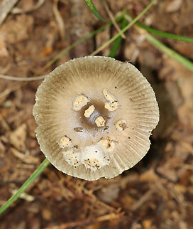 Long Wedge Ringless Amanita - Amanita longicuneus *Species is tentative and also nomen provisorum

This mushroom had a tuberculate-striate cap margin. It didn&rsquo;t have a ring.

Habitat: Deciduous forest edge; the area was a bit grassy and the nearest tree was oak
Substrate: Growing on the ground
https://www.jungledragon.com/image/144692/long_wedge_ringless_amanita_-_amanita_longicuneus.html
https://www.jungledragon.com/image/144696/long_wedge_ringless_amanita_-_amanita_longicuneus.html
https://www.jungledragon.com/image/144695/long_wedge_ringless_amanita_-_amanita_longicuneus.html
https://www.jungledragon.com/image/144694/long_wedge_ringless_amanita_-_amanita_longicuneus.html
https://www.jungledragon.com/image/144693/long_wedge_ringless_amanita_-_amanita_longicuneus.html
 Amanita longicuneus,Fall,Geotagged,United States
