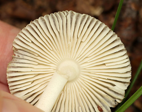 Long Wedge Ringless Amanita - Amanita longicuneus *Species is tentative and also nomen provisorum

This mushroom had a tuberculate-striate cap margin. It didn&rsquo;t have a ring.

Habitat: Deciduous forest edge; the area was a bit grassy and the nearest tree was oak
Substrate: Growing on the ground
https://www.jungledragon.com/image/144692/long_wedge_ringless_amanita_-_amanita_longicuneus.html
https://www.jungledragon.com/image/144696/long_wedge_ringless_amanita_-_amanita_longicuneus.html
https://www.jungledragon.com/image/144695/long_wedge_ringless_amanita_-_amanita_longicuneus.html
https://www.jungledragon.com/image/144694/long_wedge_ringless_amanita_-_amanita_longicuneus.html
https://www.jungledragon.com/image/144693/long_wedge_ringless_amanita_-_amanita_longicuneus.html
 Amanita longicuneus,Fall,Geotagged,United States