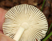 Long Wedge Ringless Amanita - Amanita longicuneus *Species is tentative and also nomen provisorum<br />
<br />
This mushroom had a tuberculate-striate cap margin. It didn’t have a ring.<br />
<br />
Habitat: Deciduous forest edge; the area was a bit grassy and the nearest tree was oak<br />
Substrate: Growing on the ground<br />
https://www.jungledragon.com/image/144692/long_wedge_ringless_amanita_-_amanita_longicuneus.html<br />
https://www.jungledragon.com/image/144696/long_wedge_ringless_amanita_-_amanita_longicuneus.html<br />
https://www.jungledragon.com/image/144695/long_wedge_ringless_amanita_-_amanita_longicuneus.html<br />
https://www.jungledragon.com/image/144694/long_wedge_ringless_amanita_-_amanita_longicuneus.html<br />
https://www.jungledragon.com/image/144693/long_wedge_ringless_amanita_-_amanita_longicuneus.html<br />
 Amanita longicuneus,Fall,Geotagged,United States