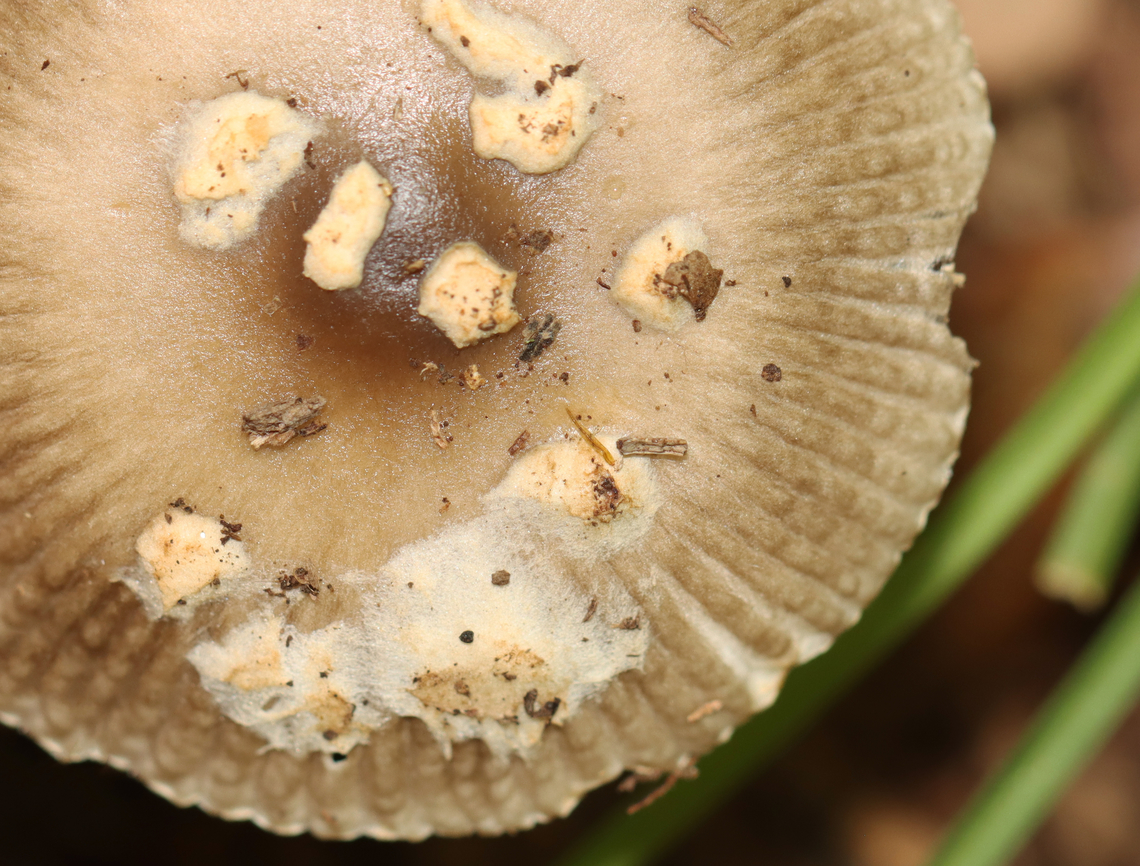 Long Wedge Ringless Amanita - Amanita longicuneus *Species is tentative and also nomen provisorum<br />
<br />
This mushroom had a tuberculate-striate cap margin. It didn&rsquo;t have a ring.<br />
<br />
Habitat: Deciduous forest edge; the area was a bit grassy and the nearest tree was oak<br />
Substrate: Growing on the ground<br />
<figure class="photo"><a href="https://www.jungledragon.com/image/144692/long_wedge_ringless_amanita_-_amanita_longicuneus.html" title="Long Wedge Ringless Amanita - Amanita longicuneus"><img src="https://s3.amazonaws.com/media.jungledragon.com/images/3232/144692_thumb.jpg?AWSAccessKeyId=05GMT0V3GWVNE7GGM1R2&Expires=1767225610&Signature=5H%2FEMlr9%2BblGg5sOISt0MvTNoXY%3D" width="132" height="152" alt="Long Wedge Ringless Amanita - Amanita longicuneus *Species is tentative and also nomen provisorum<br />
<br />
This mushroom had a tuberculate-striate cap margin. It didn&rsquo;t have a ring.<br />
<br />
Habitat: Deciduous forest edge; the area was a bit grassy and the nearest tree was oak<br />
Substrate: Growing on the ground<br />
https://www.jungledragon.com/image/144692/long_wedge_ringless_amanita_-_amanita_longicuneus.html<br />
https://www.jungledragon.com/image/144696/long_wedge_ringless_amanita_-_amanita_longicuneus.html<br />
https://www.jungledragon.com/image/144695/long_wedge_ringless_amanita_-_amanita_longicuneus.html<br />
https://www.jungledragon.com/image/144694/long_wedge_ringless_amanita_-_amanita_longicuneus.html<br />
https://www.jungledragon.com/image/144693/long_wedge_ringless_amanita_-_amanita_longicuneus.html<br />
 Amanita longicuneus,Fall,Geotagged,United States" /></a></figure><br />
<figure class="photo"><a href="https://www.jungledragon.com/image/144696/long_wedge_ringless_amanita_-_amanita_longicuneus.html" title="Long Wedge Ringless Amanita - Amanita longicuneus"><img src="https://s3.amazonaws.com/media.jungledragon.com/images/3232/144696_thumb.jpg?AWSAccessKeyId=05GMT0V3GWVNE7GGM1R2&Expires=1767225610&Signature=qhJWzD2KtRP4Bz%2FbZPfqoTWrork%3D" width="132" height="152" alt="Long Wedge Ringless Amanita - Amanita longicuneus *Species is tentative and also nomen provisorum<br />
<br />
This mushroom had a tuberculate-striate cap margin. It didn&rsquo;t have a ring.<br />
<br />
Habitat: Deciduous forest edge; the area was a bit grassy and the nearest tree was oak<br />
Substrate: Growing on the ground<br />
https://www.jungledragon.com/image/144692/long_wedge_ringless_amanita_-_amanita_longicuneus.html<br />
https://www.jungledragon.com/image/144696/long_wedge_ringless_amanita_-_amanita_longicuneus.html<br />
https://www.jungledragon.com/image/144695/long_wedge_ringless_amanita_-_amanita_longicuneus.html<br />
https://www.jungledragon.com/image/144694/long_wedge_ringless_amanita_-_amanita_longicuneus.html<br />
https://www.jungledragon.com/image/144693/long_wedge_ringless_amanita_-_amanita_longicuneus.html<br />
 Amanita longicuneus,Fall,Geotagged,United States" /></a></figure><br />
<figure class="photo"><a href="https://www.jungledragon.com/image/144695/long_wedge_ringless_amanita_-_amanita_longicuneus.html" title="Long Wedge Ringless Amanita - Amanita longicuneus"><img src="https://s3.amazonaws.com/media.jungledragon.com/images/3232/144695_thumb.jpg?AWSAccessKeyId=05GMT0V3GWVNE7GGM1R2&Expires=1767225610&Signature=UO4JhwTeBXd0mCfkD9dDDn7tKXo%3D" width="200" height="152" alt="Long Wedge Ringless Amanita - Amanita longicuneus *Species is tentative and also nomen provisorum<br />
<br />
This mushroom had a tuberculate-striate cap margin. It didn&rsquo;t have a ring.<br />
<br />
Habitat: Deciduous forest edge; the area was a bit grassy and the nearest tree was oak<br />
Substrate: Growing on the ground<br />
https://www.jungledragon.com/image/144692/long_wedge_ringless_amanita_-_amanita_longicuneus.html<br />
https://www.jungledragon.com/image/144696/long_wedge_ringless_amanita_-_amanita_longicuneus.html<br />
https://www.jungledragon.com/image/144695/long_wedge_ringless_amanita_-_amanita_longicuneus.html<br />
https://www.jungledragon.com/image/144694/long_wedge_ringless_amanita_-_amanita_longicuneus.html<br />
https://www.jungledragon.com/image/144693/long_wedge_ringless_amanita_-_amanita_longicuneus.html<br />
 Amanita longicuneus,Amanita sect. Vaginatae,Fall,Geotagged,United States,amanita,fungus,mushroom" /></a></figure><br />
<figure class="photo"><a href="https://www.jungledragon.com/image/144694/long_wedge_ringless_amanita_-_amanita_longicuneus.html" title="Long Wedge Ringless Amanita - Amanita longicuneus"><img src="https://s3.amazonaws.com/media.jungledragon.com/images/3232/144694_thumb.jpg?AWSAccessKeyId=05GMT0V3GWVNE7GGM1R2&Expires=1767225610&Signature=vvFkRtokvW80qGnTP%2FwYxHCKAvQ%3D" width="200" height="158" alt="Long Wedge Ringless Amanita - Amanita longicuneus *Species is tentative and also nomen provisorum<br />
<br />
This mushroom had a tuberculate-striate cap margin. It didn&rsquo;t have a ring.<br />
<br />
Habitat: Deciduous forest edge; the area was a bit grassy and the nearest tree was oak<br />
Substrate: Growing on the ground<br />
https://www.jungledragon.com/image/144692/long_wedge_ringless_amanita_-_amanita_longicuneus.html<br />
https://www.jungledragon.com/image/144696/long_wedge_ringless_amanita_-_amanita_longicuneus.html<br />
https://www.jungledragon.com/image/144695/long_wedge_ringless_amanita_-_amanita_longicuneus.html<br />
https://www.jungledragon.com/image/144694/long_wedge_ringless_amanita_-_amanita_longicuneus.html<br />
https://www.jungledragon.com/image/144693/long_wedge_ringless_amanita_-_amanita_longicuneus.html<br />
 Amanita longicuneus,Fall,Geotagged,United States" /></a></figure><br />
<figure class="photo"><a href="https://www.jungledragon.com/image/144693/long_wedge_ringless_amanita_-_amanita_longicuneus.html" title="Long Wedge Ringless Amanita - Amanita longicuneus"><img src="https://s3.amazonaws.com/media.jungledragon.com/images/3232/144693_thumb.jpg?AWSAccessKeyId=05GMT0V3GWVNE7GGM1R2&Expires=1767225610&Signature=3Rax62W%2BKYC8%2FWJO6d5bdsE%2Fg20%3D" width="130" height="152" alt="Long Wedge Ringless Amanita - Amanita longicuneus *Species is tentative and also nomen provisorum<br />
<br />
This mushroom had a tuberculate-striate cap margin. It didn&rsquo;t have a ring.<br />
<br />
Habitat: Deciduous forest edge; the area was a bit grassy and the nearest tree was oak<br />
Substrate: Growing on the ground<br />
https://www.jungledragon.com/image/144692/long_wedge_ringless_amanita_-_amanita_longicuneus.html<br />
https://www.jungledragon.com/image/144696/long_wedge_ringless_amanita_-_amanita_longicuneus.html<br />
https://www.jungledragon.com/image/144695/long_wedge_ringless_amanita_-_amanita_longicuneus.html<br />
https://www.jungledragon.com/image/144694/long_wedge_ringless_amanita_-_amanita_longicuneus.html<br />
https://www.jungledragon.com/image/144693/long_wedge_ringless_amanita_-_amanita_longicuneus.html<br />
 Amanita longicuneus,Fall,Geotagged,United States" /></a></figure><br />
 Amanita longicuneus,Amanita sect. Vaginatae,Fall,Geotagged,United States,amanita,fungus,mushroom