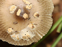 Long Wedge Ringless Amanita - Amanita longicuneus *Species is tentative and also nomen provisorum<br />
<br />
This mushroom had a tuberculate-striate cap margin. It didn&rsquo;t have a ring.<br />
<br />
Habitat: Deciduous forest edge; the area was a bit grassy and the nearest tree was oak<br />
Substrate: Growing on the ground<br />
https://www.jungledragon.com/image/144692/long_wedge_ringless_amanita_-_amanita_longicuneus.html<br />
https://www.jungledragon.com/image/144696/long_wedge_ringless_amanita_-_amanita_longicuneus.html<br />
https://www.jungledragon.com/image/144695/long_wedge_ringless_amanita_-_amanita_longicuneus.html<br />
https://www.jungledragon.com/image/144694/long_wedge_ringless_amanita_-_amanita_longicuneus.html<br />
https://www.jungledragon.com/image/144693/long_wedge_ringless_amanita_-_amanita_longicuneus.html<br />
 Amanita longicuneus,Amanita sect. Vaginatae,Fall,Geotagged,United States,amanita,fungus,mushroom