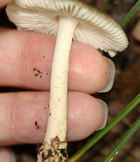 Long Wedge Ringless Amanita - Amanita longicuneus *Species is tentative and also nomen provisorum

This mushroom had a tuberculate-striate cap margin. It didn&rsquo;t have a ring.

Habitat: Deciduous forest edge; the area was a bit grassy and the nearest tree was oak
Substrate: Growing on the ground
https://www.jungledragon.com/image/144692/long_wedge_ringless_amanita_-_amanita_longicuneus.html
https://www.jungledragon.com/image/144696/long_wedge_ringless_amanita_-_amanita_longicuneus.html
https://www.jungledragon.com/image/144695/long_wedge_ringless_amanita_-_amanita_longicuneus.html
https://www.jungledragon.com/image/144694/long_wedge_ringless_amanita_-_amanita_longicuneus.html
https://www.jungledragon.com/image/144693/long_wedge_ringless_amanita_-_amanita_longicuneus.html
 Amanita longicuneus,Fall,Geotagged,United States