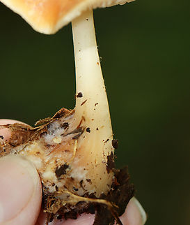 Oak-loving Gymnopus - Gymnopus dryophilus At first, I thought this was Rhodocollybia butyracea, but it wasn’t growing anywhere near pine. This forest does have a stand of conifers, but it was quite a distance from this spot.

The caps were flat with lined margins and were orangish brown with buff edges. Clavate, slightly greasy stipes that were whitish above and darker near the bases.

Habitat: They were growing among rotting wood in a deciduous forest.
https://www.jungledragon.com/image/144699/oak-loving_gymnopus_-_gymnopus_dryophilus.html
https://www.jungledragon.com/image/144698/oak-loving_gymnopus_-_gymnopus_dryophilus.htmlhttps://www.jungledragon.com/image/144697/oak-loving_gymnopus_-_gymnopus_dryophilus.html
https://www.jungledragon.com/image/144698/oak-loving_gymnopus_-_gymnopus_dryophilus.html Fall,Geotagged,Gymnopus dryophilus,Oak-loving Gymnopus,United States,fungus,gymnopus,mushroom