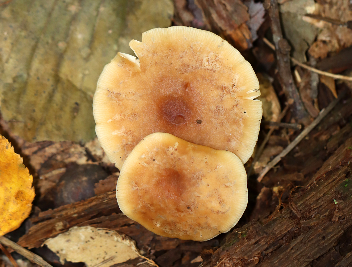 Oak-loving Gymnopus - Gymnopus dryophilus At first, I thought this was Rhodocollybia butyracea, but it wasn&rsquo;t growing anywhere near pine. This forest does have a stand of conifers, but it was quite a distance from this spot.<br />
<br />
The caps were flat with lined margins and were orangish brown with buff edges. Clavate, slightly greasy stipes that were whitish above and darker near the bases.<br />
<br />
Habitat: They were growing among rotting wood in a deciduous forest.<br />
<figure class="photo"><a href="https://www.jungledragon.com/image/144699/oak-loving_gymnopus_-_gymnopus_dryophilus.html" title="Oak-loving Gymnopus - Gymnopus dryophilus"><img src="https://s3.amazonaws.com/media.jungledragon.com/images/3232/144699_thumb.jpg?AWSAccessKeyId=05GMT0V3GWVNE7GGM1R2&Expires=1759968010&Signature=hyhnAoG1JS6pa%2FXEm65vOzYer2w%3D" width="200" height="158" alt="Oak-loving Gymnopus - Gymnopus dryophilus At first, I thought this was Rhodocollybia butyracea, but it wasn&rsquo;t growing anywhere near pine. This forest does have a stand of conifers, but it was quite a distance from this spot.<br />
<br />
The caps were flat with lined margins and were orangish brown with buff edges. Clavate, slightly greasy stipes that were whitish above and darker near the bases.<br />
<br />
Habitat: They were growing among rotting wood in a deciduous forest.<br />
https://www.jungledragon.com/image/144699/oak-loving_gymnopus_-_gymnopus_dryophilus.html<br />
https://www.jungledragon.com/image/144698/oak-loving_gymnopus_-_gymnopus_dryophilus.htmlhttps://www.jungledragon.com/image/144697/oak-loving_gymnopus_-_gymnopus_dryophilus.html<br />
https://www.jungledragon.com/image/144698/oak-loving_gymnopus_-_gymnopus_dryophilus.html Fall,Geotagged,Gymnopus dryophilus,Oak-loving Gymnopus,United States" /></a></figure><br />
<figure class="photo"><a href="https://www.jungledragon.com/image/144697/oak-loving_gymnopus_-_gymnopus_dryophilus.html" title="Oak-loving Gymnopus - Gymnopus dryophilus"><img src="https://s3.amazonaws.com/media.jungledragon.com/images/3232/144697_thumb.jpg?AWSAccessKeyId=05GMT0V3GWVNE7GGM1R2&Expires=1759968010&Signature=rhR4wtumwHc0gDuL0p8vnbxP3f4%3D" width="130" height="152" alt="Oak-loving Gymnopus - Gymnopus dryophilus At first, I thought this was Rhodocollybia butyracea, but it wasn&rsquo;t growing anywhere near pine. This forest does have a stand of conifers, but it was quite a distance from this spot.<br />
<br />
The caps were flat with lined margins and were orangish brown with buff edges. Clavate, slightly greasy stipes that were whitish above and darker near the bases.<br />
<br />
Habitat: They were growing among rotting wood in a deciduous forest.<br />
https://www.jungledragon.com/image/144699/oak-loving_gymnopus_-_gymnopus_dryophilus.html<br />
https://www.jungledragon.com/image/144698/oak-loving_gymnopus_-_gymnopus_dryophilus.htmlhttps://www.jungledragon.com/image/144697/oak-loving_gymnopus_-_gymnopus_dryophilus.html<br />
https://www.jungledragon.com/image/144698/oak-loving_gymnopus_-_gymnopus_dryophilus.html Fall,Geotagged,Gymnopus dryophilus,Oak-loving Gymnopus,United States,fungus,gymnopus,mushroom" /></a></figure><br />
<figure class="photo"><a href="https://www.jungledragon.com/image/144698/oak-loving_gymnopus_-_gymnopus_dryophilus.html" title="Oak-loving Gymnopus - Gymnopus dryophilus"><img src="https://s3.amazonaws.com/media.jungledragon.com/images/3232/144698_thumb.jpg?AWSAccessKeyId=05GMT0V3GWVNE7GGM1R2&Expires=1759968010&Signature=0E%2FPCMsCYF738Vjvf%2BgtEd97GaU%3D" width="200" height="154" alt="Oak-loving Gymnopus - Gymnopus dryophilus At first, I thought this was Rhodocollybia butyracea, but it wasn&rsquo;t growing anywhere near pine. This forest does have a stand of conifers, but it was quite a distance from this spot.<br />
<br />
The caps were flat with lined margins and were orangish brown with buff edges. Clavate, slightly greasy stipes that were whitish above and darker near the bases.<br />
<br />
Habitat: They were growing among rotting wood in a deciduous forest.<br />
https://www.jungledragon.com/image/144699/oak-loving_gymnopus_-_gymnopus_dryophilus.html<br />
https://www.jungledragon.com/image/144698/oak-loving_gymnopus_-_gymnopus_dryophilus.htmlhttps://www.jungledragon.com/image/144697/oak-loving_gymnopus_-_gymnopus_dryophilus.html<br />
https://www.jungledragon.com/image/144698/oak-loving_gymnopus_-_gymnopus_dryophilus.html Fall,Geotagged,Gymnopus dryophilus,Oak-loving Gymnopus,United States" /></a></figure> Fall,Geotagged,Gymnopus dryophilus,Oak-loving Gymnopus,United States