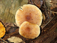 Oak-loving Gymnopus - Gymnopus dryophilus At first, I thought this was Rhodocollybia butyracea, but it wasn’t growing anywhere near pine. This forest does have a stand of conifers, but it was quite a distance from this spot.<br />
<br />
The caps were flat with lined margins and were orangish brown with buff edges. Clavate, slightly greasy stipes that were whitish above and darker near the bases.<br />
<br />
Habitat: They were growing among rotting wood in a deciduous forest.<br />
https://www.jungledragon.com/image/144699/oak-loving_gymnopus_-_gymnopus_dryophilus.html<br />
https://www.jungledragon.com/image/144698/oak-loving_gymnopus_-_gymnopus_dryophilus.htmlhttps://www.jungledragon.com/image/144697/oak-loving_gymnopus_-_gymnopus_dryophilus.html<br />
https://www.jungledragon.com/image/144698/oak-loving_gymnopus_-_gymnopus_dryophilus.html Fall,Geotagged,Gymnopus dryophilus,Oak-loving Gymnopus,United States
