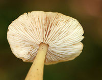 Oak-loving Gymnopus - Gymnopus dryophilus At first, I thought this was Rhodocollybia butyracea, but it wasn’t growing anywhere near pine. This forest does have a stand of conifers, but it was quite a distance from this spot.<br />
<br />
The caps were flat with lined margins and were orangish brown with buff edges. Clavate, slightly greasy stipes that were whitish above and darker near the bases.<br />
<br />
Habitat: They were growing among rotting wood in a deciduous forest.<br />
https://www.jungledragon.com/image/144699/oak-loving_gymnopus_-_gymnopus_dryophilus.html<br />
https://www.jungledragon.com/image/144698/oak-loving_gymnopus_-_gymnopus_dryophilus.htmlhttps://www.jungledragon.com/image/144697/oak-loving_gymnopus_-_gymnopus_dryophilus.html<br />
https://www.jungledragon.com/image/144698/oak-loving_gymnopus_-_gymnopus_dryophilus.html Fall,Geotagged,Gymnopus dryophilus,Oak-loving Gymnopus,United States