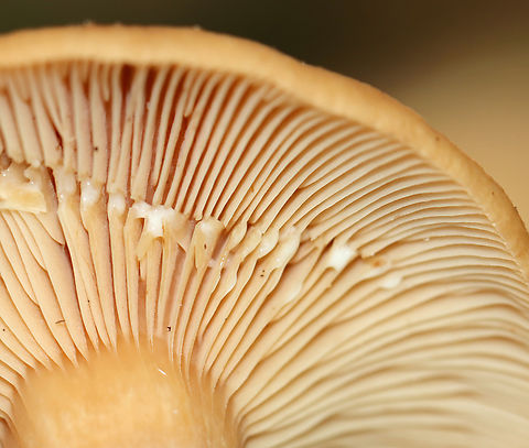 Weeping milk cap - Lactifluus volemus Flat caps with slight central depression and small umbo; inrolled margin. Gills leaked white latex that didn’t change color.

Habitat: Growing in some rotting wood and debris in a deciduous forest.
https://www.jungledragon.com/image/144700/weeping_milk_cap_-_lactifluus_volemus.html
https://www.jungledragon.com/image/144703/weeping_milk_cap_-_lactifluus_volemus.html
https://www.jungledragon.com/image/144702/weeping_milk_cap_-_lactifluus_volemus.html
https://www.jungledragon.com/image/144701/weeping_milk_cap_-_lactifluus_volemus.html Fall,Geotagged,Lactifluus volemus,United States,Weeping milk cap