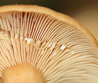 Weeping milk cap - Lactifluus volemus Flat caps with slight central depression and small umbo; inrolled margin. Gills leaked white latex that didn’t change color.<br />
<br />
Habitat: Growing in some rotting wood and debris in a deciduous forest.<br />
https://www.jungledragon.com/image/144700/weeping_milk_cap_-_lactifluus_volemus.html<br />
https://www.jungledragon.com/image/144703/weeping_milk_cap_-_lactifluus_volemus.html<br />
https://www.jungledragon.com/image/144702/weeping_milk_cap_-_lactifluus_volemus.html<br />
https://www.jungledragon.com/image/144701/weeping_milk_cap_-_lactifluus_volemus.html Fall,Geotagged,Lactifluus volemus,United States,Weeping milk cap