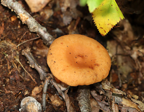 Weeping milk cap - Lactifluus volemus Flat caps with slight central depression and small umbo; inrolled margin. Gills leaked white latex that didn’t change color.

Habitat: Growing in some rotting wood and debris in a deciduous forest.
https://www.jungledragon.com/image/144700/weeping_milk_cap_-_lactifluus_volemus.html
https://www.jungledragon.com/image/144703/weeping_milk_cap_-_lactifluus_volemus.html
https://www.jungledragon.com/image/144702/weeping_milk_cap_-_lactifluus_volemus.html
https://www.jungledragon.com/image/144701/weeping_milk_cap_-_lactifluus_volemus.html Fall,Geotagged,Lactifluus volemus,United States,Weeping milk cap