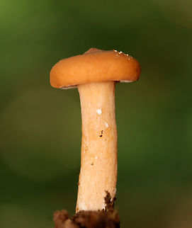 Weeping milk cap - Lactifluus volemus Flat caps with slight central depression and small umbo; inrolled margin. Gills leaked white latex that didn’t change color.

Habitat: Growing in some rotting wood and debris in a deciduous forest.
https://www.jungledragon.com/image/144700/weeping_milk_cap_-_lactifluus_volemus.html
https://www.jungledragon.com/image/144703/weeping_milk_cap_-_lactifluus_volemus.html
https://www.jungledragon.com/image/144702/weeping_milk_cap_-_lactifluus_volemus.html
https://www.jungledragon.com/image/144701/weeping_milk_cap_-_lactifluus_volemus.html Fall,Geotagged,Lactifluus volemus,United States,Weeping milk cap