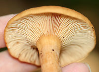 Weeping milk cap - Lactifluus volemus Flat caps with slight central depression and small umbo; inrolled margin. Gills leaked white latex that didn’t change color.<br />
<br />
Habitat: Growing in some rotting wood and debris in a deciduous forest.<br />
https://www.jungledragon.com/image/144700/weeping_milk_cap_-_lactifluus_volemus.html<br />
https://www.jungledragon.com/image/144703/weeping_milk_cap_-_lactifluus_volemus.html<br />
https://www.jungledragon.com/image/144702/weeping_milk_cap_-_lactifluus_volemus.html<br />
https://www.jungledragon.com/image/144701/weeping_milk_cap_-_lactifluus_volemus.html Fall,Geotagged,Lactifluus volemus,United States,Weeping milk cap,fungus,lactifluus,milk cap,mushroom