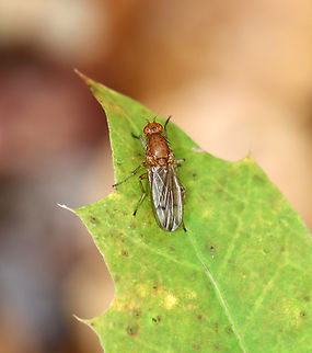 Fly - Amoebaleria helvola Habitat: Resting on an oak (Quercus sp.) leaf; deciduous forest Amoebaleria,Amoebaleria helvola,Fall,Geotagged,Heleomyzidae,United States,diptera,fly