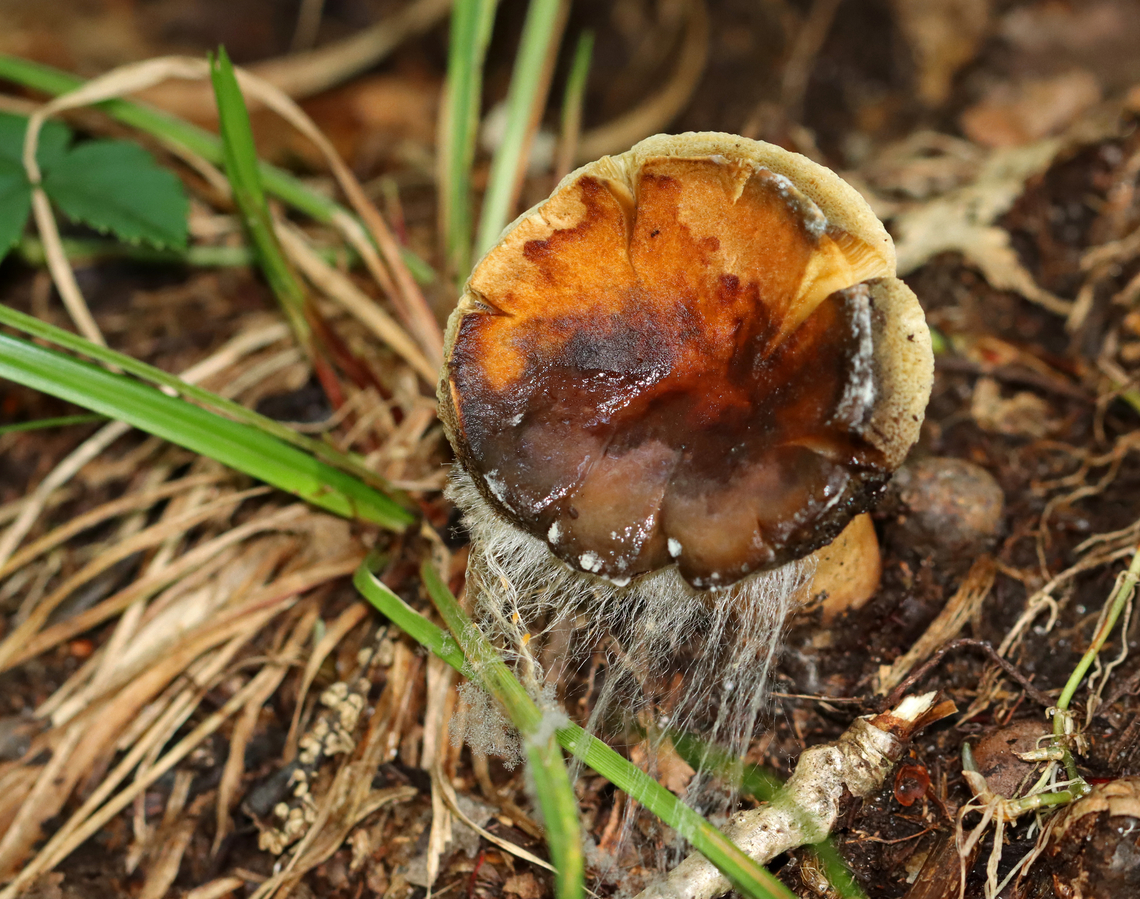 Mold on Bolete - Syzygites megalocarpus Syzygites megalocarpus is a mold that parasitizes mushrooms. It colonizes their surfaces with fuzz that becomes blue or gray as it develops. The mold feels like slimy cotton candy.<br />
<br />
Habitat: Growing on a bolete in a deciduous forest Fall,Geotagged,Syzygites,Syzygites megalocarpus,United States,bolete,fungus,mold,mushroom,parasitic mold