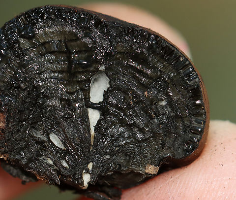 Moldy Cramp Balls - Daldinia childiae The white bits might be insect-related...maybe cocoons.

Habitat: Spotted on rotting wood in a deciduous forest.

Fun fact: The common name "cramp ball" refers to the old folk belief that carrying one around in your armpit would cure cramps!
https://www.jungledragon.com/image/144966/moldy_cramp_balls_-_daldinia_concentrica.html Daldinia childiae,Fall,Geotagged,United States,cramp balls