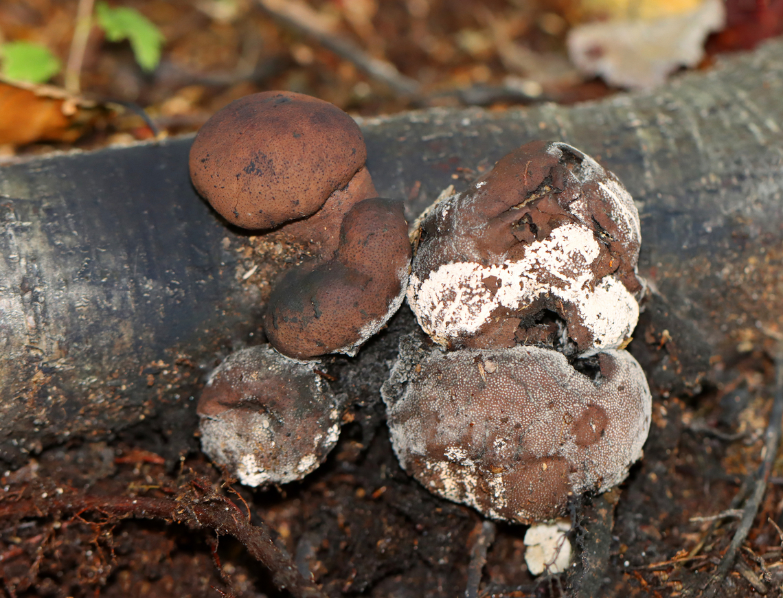 Moldy Cramp Balls - Daldinia childiae Irregularly shaped fungus. Fruit bodies were reddish brown, powdery, and covered in mold. The inside was wet and black with concentric, solid zones and felt similar to charcoal.<br />
<br />
Habitat: Spotted on rotting wood in a deciduous forest.<br />
<br />
Fun fact: The common name &quot;cramp ball&quot; refers to the old folk belief that carrying one around in your armpit would cure cramps!<br />
<figure class="photo"><a href="https://www.jungledragon.com/image/144965/moldy_cramp_balls_-_daldinia_childiae.html" title="Moldy Cramp Balls - Daldinia childiae"><img src="https://s3.amazonaws.com/media.jungledragon.com/images/3232/144965_thumb.jpg?AWSAccessKeyId=05GMT0V3GWVNE7GGM1R2&Expires=1759968010&Signature=39lRyvxtGWKUgmpKCNej9X4ffOs%3D" width="200" height="170" alt="Moldy Cramp Balls - Daldinia childiae The white bits might be insect-related...maybe cocoons.<br />
<br />
Habitat: Spotted on rotting wood in a deciduous forest.<br />
<br />
Fun fact: The common name &quot;cramp ball&quot; refers to the old folk belief that carrying one around in your armpit would cure cramps!<br />
https://www.jungledragon.com/image/144966/moldy_cramp_balls_-_daldinia_concentrica.html Daldinia childiae,Fall,Geotagged,United States,cramp balls" /></a></figure> Daldinia childiae,Fall,Geotagged,United States,cramp balls,daldinia,fungus,mold