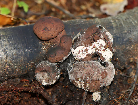 Moldy Cramp Balls - Daldinia childiae Irregularly shaped fungus. Fruit bodies were reddish brown, powdery, and covered in mold. The inside was wet and black with concentric, solid zones and felt similar to charcoal.

Habitat: Spotted on rotting wood in a deciduous forest.

Fun fact: The common name "cramp ball" refers to the old folk belief that carrying one around in your armpit would cure cramps!
https://www.jungledragon.com/image/144965/moldy_cramp_balls_-_daldinia_concentrica.html Daldinia childiae,Fall,Geotagged,United States,cramp balls,daldinia,fungus,mold