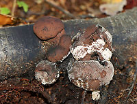 Moldy Cramp Balls - Daldinia childiae Irregularly shaped fungus. Fruit bodies were reddish brown, powdery, and covered in mold. The inside was wet and black with concentric, solid zones and felt similar to charcoal.<br />
<br />
Habitat: Spotted on rotting wood in a deciduous forest.<br />
<br />
Fun fact: The common name "cramp ball" refers to the old folk belief that carrying one around in your armpit would cure cramps!<br />
https://www.jungledragon.com/image/144965/moldy_cramp_balls_-_daldinia_concentrica.html Daldinia childiae,Fall,Geotagged,United States,cramp balls,daldinia,fungus,mold