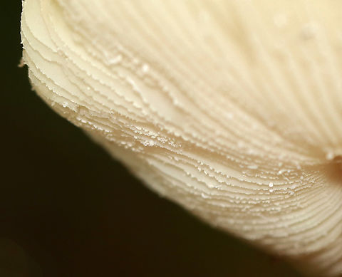 Mushroom - Amanita sp., sect Mappae Cap had scattered, light brown patches with more near the margin. Gills were serrate and adnexed(?). Gray ring. The stipe was not totally smooth, but had some minute fibrils/hairs. The bulb broke apart when I removed it from the ground, so I'm not sure what it looked like. But, there were a few remnants at the base of the stipe.

Habitat: Growing on the ground in a grassy area near a small pond; deciduous forest
https://www.jungledragon.com/image/144967/mushroom_-_amanita_sp.html
https://www.jungledragon.com/image/144969/mushroom_-_amanita_sp.html
https://www.jungledragon.com/image/144968/mushroom_-_amanita_sp.html Fall,Geotagged,United States