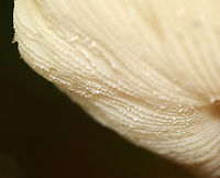 Mushroom - Amanita sp., sect Mappae Cap had scattered, light brown patches with more near the margin. Gills were serrate and adnexed(?). Gray ring. The stipe was not totally smooth, but had some minute fibrils/hairs. The bulb broke apart when I removed it from the ground, so I'm not sure what it looked like. But, there were a few remnants at the base of the stipe.<br />
<br />
Habitat: Growing on the ground in a grassy area near a small pond; deciduous forest<br />
https://www.jungledragon.com/image/144967/mushroom_-_amanita_sp.html<br />
https://www.jungledragon.com/image/144969/mushroom_-_amanita_sp.html<br />
https://www.jungledragon.com/image/144968/mushroom_-_amanita_sp.html Fall,Geotagged,United States