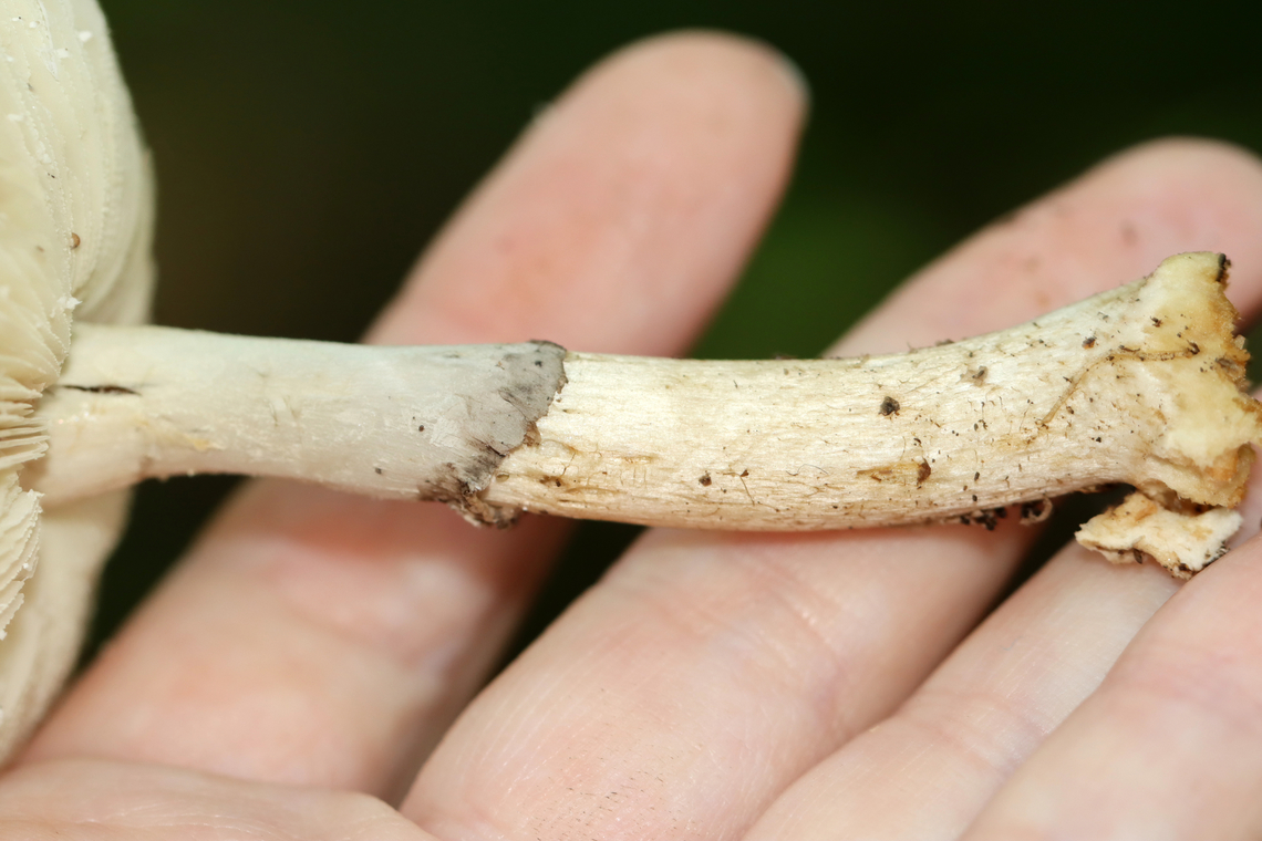 Mushroom - Amanita sp., sect Mappae Cap had scattered, light brown patches with more near the margin. Gills were serrate and adnexed(?). Gray ring. The stipe was not totally smooth, but had some minute fibrils/hairs. The bulb broke apart when I removed it from the ground, so I'm not sure what it looked like. But, there were a few remnants at the base of the stipe.<br />
<br />
Habitat: Growing on the ground in a grassy area near a small pond; deciduous forest<br />
<figure class="photo"><a href="https://www.jungledragon.com/image/144967/mushroom_-_amanita_sp._sect_mappae.html" title="Mushroom - Amanita sp., sect Mappae"><img src="https://s3.amazonaws.com/media.jungledragon.com/images/3232/144967_thumb.jpg?AWSAccessKeyId=05GMT0V3GWVNE7GGM1R2&Expires=1759968010&Signature=KTdiv4J0lgntQ3VITLDzcj1Sf%2F4%3D" width="200" height="164" alt="Mushroom - Amanita sp., sect Mappae Cap had scattered, light brown patches with more near the margin. Gills were serrate and adnexed(?). Gray ring. The stipe was not totally smooth, but had some minute fibrils/hairs. The bulb broke apart when I removed it from the ground, so I'm not sure what it looked like. But, there were a few remnants at the base of the stipe.<br />
<br />
Habitat: Growing on the ground in a grassy area near a small pond; deciduous forest<br />
https://www.jungledragon.com/image/144967/mushroom_-_amanita_sp.html<br />
https://www.jungledragon.com/image/144969/mushroom_-_amanita_sp.html<br />
https://www.jungledragon.com/image/144968/mushroom_-_amanita_sp.html Fall,Geotagged,United States" /></a></figure><br />
<figure class="photo"><a href="https://www.jungledragon.com/image/144969/mushroom_-_amanita_sp._sect_mappae.html" title="Mushroom - Amanita sp., sect Mappae"><img src="https://s3.amazonaws.com/media.jungledragon.com/images/3232/144969_thumb.jpg?AWSAccessKeyId=05GMT0V3GWVNE7GGM1R2&Expires=1759968010&Signature=0yFdLrAxgmreKZqEOrisOHAMElo%3D" width="126" height="152" alt="Mushroom - Amanita sp., sect Mappae Cap had scattered, light brown patches with more near the margin. Gills were serrate and adnexed(?). Gray ring. The stipe was not totally smooth, but had some minute fibrils/hairs. The bulb broke apart when I removed it from the ground, so I'm not sure what it looked like. But, there were a few remnants at the base of the stipe.<br />
<br />
Habitat: Growing on the ground in a grassy area near a small pond; deciduous forest<br />
https://www.jungledragon.com/image/144967/mushroom_-_amanita_sp.html<br />
https://www.jungledragon.com/image/144969/mushroom_-_amanita_sp.html<br />
https://www.jungledragon.com/image/144968/mushroom_-_amanita_sp.html Amanita Mappae,Amanita sect. Mappae,Fall,Geotagged,Mappae,United States,amanita,fungus,mushroom" /></a></figure><br />
<figure class="photo"><a href="https://www.jungledragon.com/image/144968/mushroom_-_amanita_sp._sect_mappae.html" title="Mushroom - Amanita sp., sect Mappae"><img src="https://s3.amazonaws.com/media.jungledragon.com/images/3232/144968_thumb.jpg?AWSAccessKeyId=05GMT0V3GWVNE7GGM1R2&Expires=1759968010&Signature=qVVq9TbZe21%2FKhYTF113t%2FXvqYk%3D" width="200" height="134" alt="Mushroom - Amanita sp., sect Mappae Cap had scattered, light brown patches with more near the margin. Gills were serrate and adnexed(?). Gray ring. The stipe was not totally smooth, but had some minute fibrils/hairs. The bulb broke apart when I removed it from the ground, so I'm not sure what it looked like. But, there were a few remnants at the base of the stipe.<br />
<br />
Habitat: Growing on the ground in a grassy area near a small pond; deciduous forest<br />
https://www.jungledragon.com/image/144967/mushroom_-_amanita_sp.html<br />
https://www.jungledragon.com/image/144969/mushroom_-_amanita_sp.html<br />
https://www.jungledragon.com/image/144968/mushroom_-_amanita_sp.html Fall,Geotagged,United States" /></a></figure> Fall,Geotagged,United States