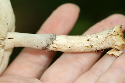 Mushroom - Amanita sp., sect Mappae Cap had scattered, light brown patches with more near the margin. Gills were serrate and adnexed(?). Gray ring. The stipe was not totally smooth, but had some minute fibrils/hairs. The bulb broke apart when I removed it from the ground, so I'm not sure what it looked like. But, there were a few remnants at the base of the stipe.

Habitat: Growing on the ground in a grassy area near a small pond; deciduous forest
https://www.jungledragon.com/image/144967/mushroom_-_amanita_sp.html
https://www.jungledragon.com/image/144969/mushroom_-_amanita_sp.html
https://www.jungledragon.com/image/144968/mushroom_-_amanita_sp.html Fall,Geotagged,United States