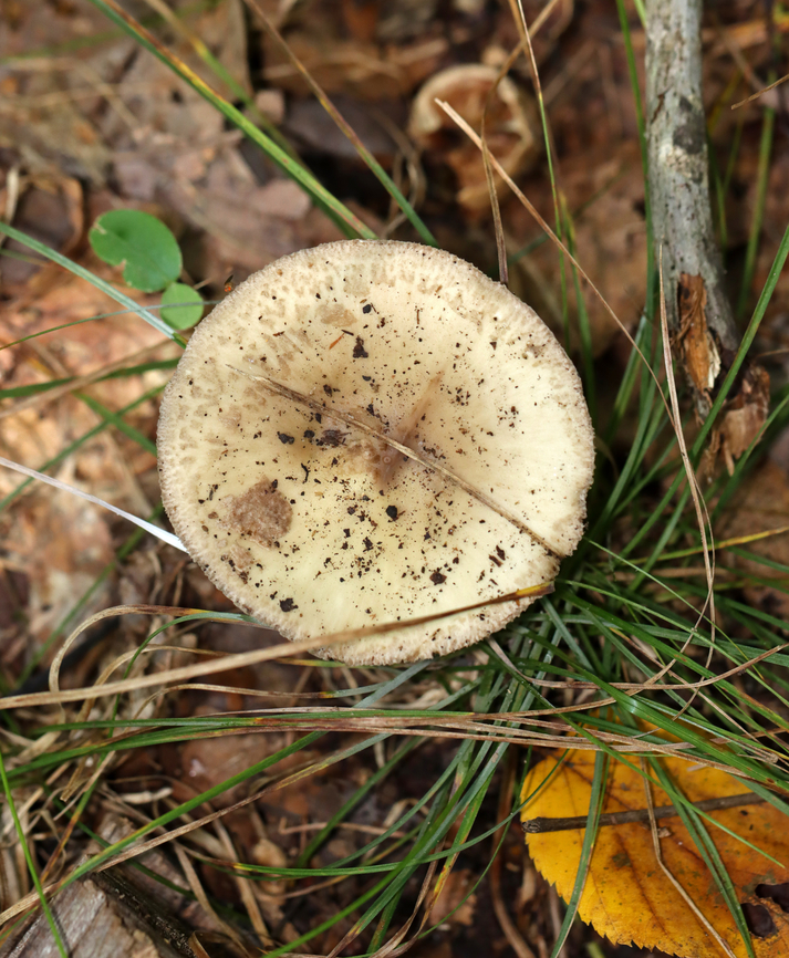 Mushroom - Amanita sp., sect Mappae Cap had scattered, light brown patches with more near the margin. Gills were serrate and adnexed(?). Gray ring. The stipe was not totally smooth, but had some minute fibrils/hairs. The bulb broke apart when I removed it from the ground, so I&#039;m not sure what it looked like. But, there were a few remnants at the base of the stipe.<br />
<br />
Habitat: Growing on the ground in a grassy area near a small pond; deciduous forest<br />
<figure class="photo"><a href="https://www.jungledragon.com/image/144967/mushroom_-_amanita_sp._sect_mappae.html" title="Mushroom - Amanita sp., sect Mappae"><img src="https://s3.amazonaws.com/media.jungledragon.com/images/3232/144967_thumb.jpg?AWSAccessKeyId=05GMT0V3GWVNE7GGM1R2&Expires=1759968010&Signature=KTdiv4J0lgntQ3VITLDzcj1Sf%2F4%3D" width="200" height="164" alt="Mushroom - Amanita sp., sect Mappae Cap had scattered, light brown patches with more near the margin. Gills were serrate and adnexed(?). Gray ring. The stipe was not totally smooth, but had some minute fibrils/hairs. The bulb broke apart when I removed it from the ground, so I&#039;m not sure what it looked like. But, there were a few remnants at the base of the stipe.<br />
<br />
Habitat: Growing on the ground in a grassy area near a small pond; deciduous forest<br />
https://www.jungledragon.com/image/144967/mushroom_-_amanita_sp.html<br />
https://www.jungledragon.com/image/144969/mushroom_-_amanita_sp.html<br />
https://www.jungledragon.com/image/144968/mushroom_-_amanita_sp.html Fall,Geotagged,United States" /></a></figure><br />
<figure class="photo"><a href="https://www.jungledragon.com/image/144969/mushroom_-_amanita_sp._sect_mappae.html" title="Mushroom - Amanita sp., sect Mappae"><img src="https://s3.amazonaws.com/media.jungledragon.com/images/3232/144969_thumb.jpg?AWSAccessKeyId=05GMT0V3GWVNE7GGM1R2&Expires=1759968010&Signature=0yFdLrAxgmreKZqEOrisOHAMElo%3D" width="126" height="152" alt="Mushroom - Amanita sp., sect Mappae Cap had scattered, light brown patches with more near the margin. Gills were serrate and adnexed(?). Gray ring. The stipe was not totally smooth, but had some minute fibrils/hairs. The bulb broke apart when I removed it from the ground, so I&#039;m not sure what it looked like. But, there were a few remnants at the base of the stipe.<br />
<br />
Habitat: Growing on the ground in a grassy area near a small pond; deciduous forest<br />
https://www.jungledragon.com/image/144967/mushroom_-_amanita_sp.html<br />
https://www.jungledragon.com/image/144969/mushroom_-_amanita_sp.html<br />
https://www.jungledragon.com/image/144968/mushroom_-_amanita_sp.html Amanita Mappae,Amanita sect. Mappae,Fall,Geotagged,Mappae,United States,amanita,fungus,mushroom" /></a></figure><br />
<figure class="photo"><a href="https://www.jungledragon.com/image/144968/mushroom_-_amanita_sp._sect_mappae.html" title="Mushroom - Amanita sp., sect Mappae"><img src="https://s3.amazonaws.com/media.jungledragon.com/images/3232/144968_thumb.jpg?AWSAccessKeyId=05GMT0V3GWVNE7GGM1R2&Expires=1759968010&Signature=qVVq9TbZe21%2FKhYTF113t%2FXvqYk%3D" width="200" height="134" alt="Mushroom - Amanita sp., sect Mappae Cap had scattered, light brown patches with more near the margin. Gills were serrate and adnexed(?). Gray ring. The stipe was not totally smooth, but had some minute fibrils/hairs. The bulb broke apart when I removed it from the ground, so I&#039;m not sure what it looked like. But, there were a few remnants at the base of the stipe.<br />
<br />
Habitat: Growing on the ground in a grassy area near a small pond; deciduous forest<br />
https://www.jungledragon.com/image/144967/mushroom_-_amanita_sp.html<br />
https://www.jungledragon.com/image/144969/mushroom_-_amanita_sp.html<br />
https://www.jungledragon.com/image/144968/mushroom_-_amanita_sp.html Fall,Geotagged,United States" /></a></figure> Amanita Mappae,Amanita sect. Mappae,Fall,Geotagged,Mappae,United States,amanita,fungus,mushroom