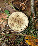 Mushroom - Amanita sp., sect Mappae Cap had scattered, light brown patches with more near the margin. Gills were serrate and adnexed(?). Gray ring. The stipe was not totally smooth, but had some minute fibrils/hairs. The bulb broke apart when I removed it from the ground, so I'm not sure what it looked like. But, there were a few remnants at the base of the stipe.<br />
<br />
Habitat: Growing on the ground in a grassy area near a small pond; deciduous forest<br />
https://www.jungledragon.com/image/144967/mushroom_-_amanita_sp.html<br />
https://www.jungledragon.com/image/144969/mushroom_-_amanita_sp.html<br />
https://www.jungledragon.com/image/144968/mushroom_-_amanita_sp.html Amanita Mappae,Amanita sect. Mappae,Fall,Geotagged,Mappae,United States,amanita,fungus,mushroom