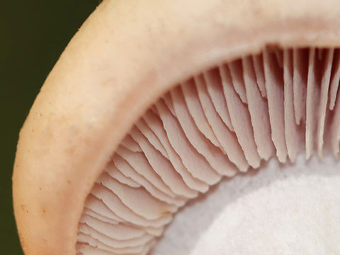 Wood Blewit - Lepista nuda Cap was buff with a little bit of brown in one spot and had a strongly inrolled margin. Very pale lilac gills with short gills frequent. White stipe with an abruptly bulbous base. No odor detected.

Habitat: Growing on the ground near a swamp; mixed forest
https://www.jungledragon.com/image/144970/wood_blewit_-_lepista_nuda.html
https://www.jungledragon.com/image/144972/wood_blewit_-_lepista_nuda.html
https://www.jungledragon.com/image/144971/wood_blewit_-_lepista_nuda.html Fall,Geotagged,Lepista nuda,United States,Wood blewit