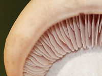 Wood Blewit - Lepista nuda Cap was buff with a little bit of brown in one spot and had a strongly inrolled margin. Very pale lilac gills with short gills frequent. White stipe with an abruptly bulbous base. No odor detected.<br />
<br />
Habitat: Growing on the ground near a swamp; mixed forest<br />
https://www.jungledragon.com/image/144970/wood_blewit_-_lepista_nuda.html<br />
https://www.jungledragon.com/image/144972/wood_blewit_-_lepista_nuda.html<br />
https://www.jungledragon.com/image/144971/wood_blewit_-_lepista_nuda.html Fall,Geotagged,Lepista nuda,United States,Wood blewit