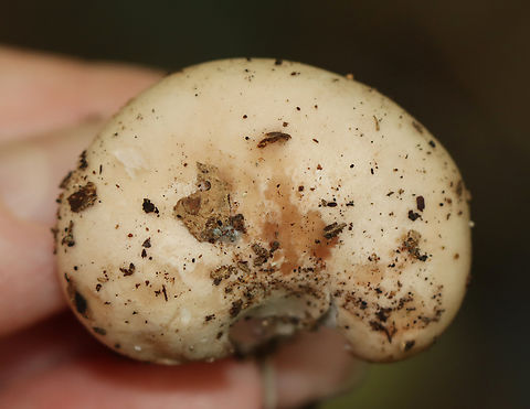 Wood Blewit - Lepista nuda Cap was buff with a little bit of brown in one spot and had a strongly inrolled margin. Very pale lilac gills with short gills frequent. White stipe with an abruptly bulbous base. No odor detected.

Habitat: Growing on the ground near a swamp; mixed forest
https://www.jungledragon.com/image/144970/wood_blewit_-_lepista_nuda.html
https://www.jungledragon.com/image/144972/wood_blewit_-_lepista_nuda.html
https://www.jungledragon.com/image/144971/wood_blewit_-_lepista_nuda.html Fall,Geotagged,Lepista,Lepista nuda,United States,Wood blewit,blewit,fungus,mushroom